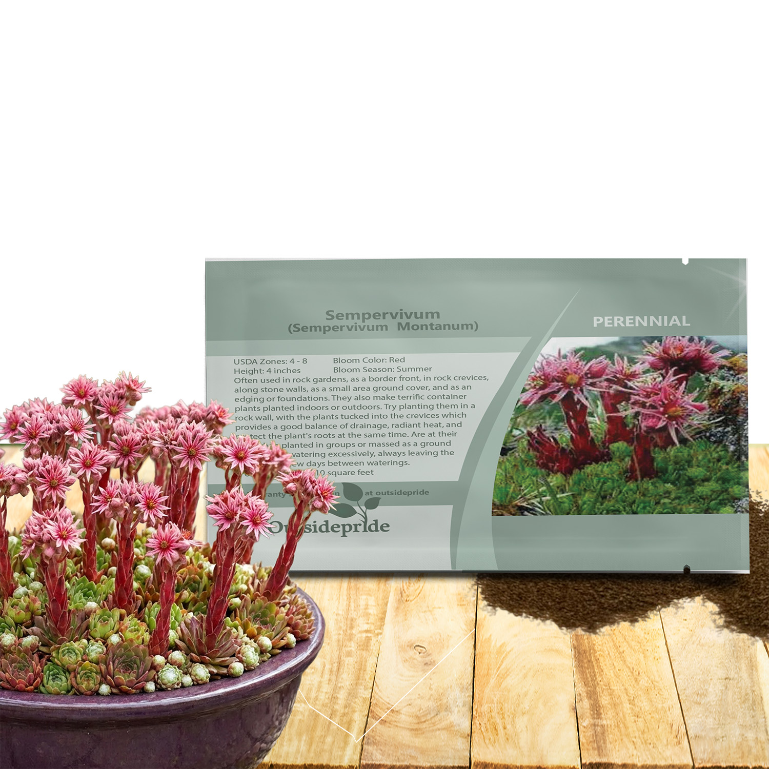 Sempervivum Montanum Ground Cover Seeds For Planting