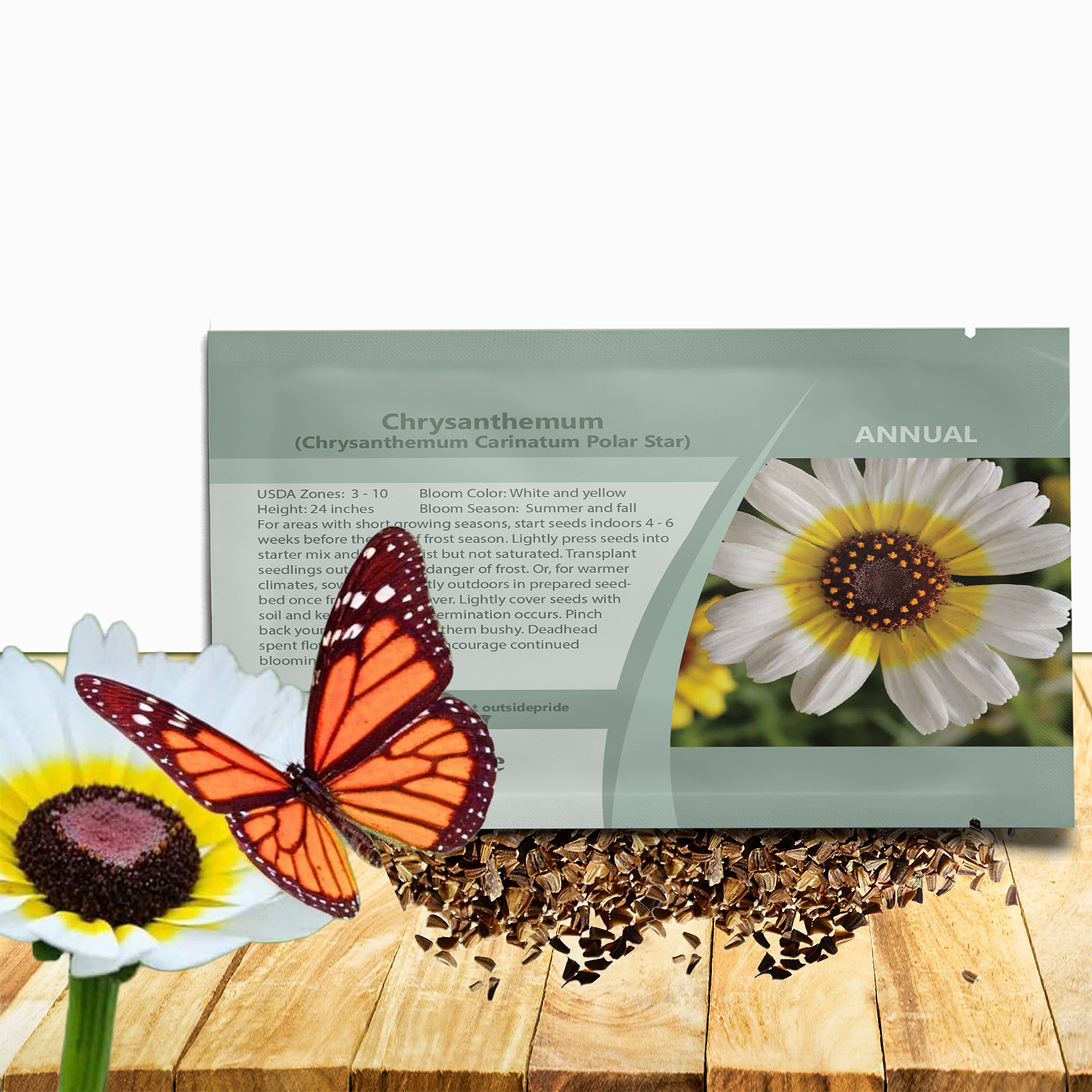 Chyrsanthemum Daisy Polar Star Seed Packet