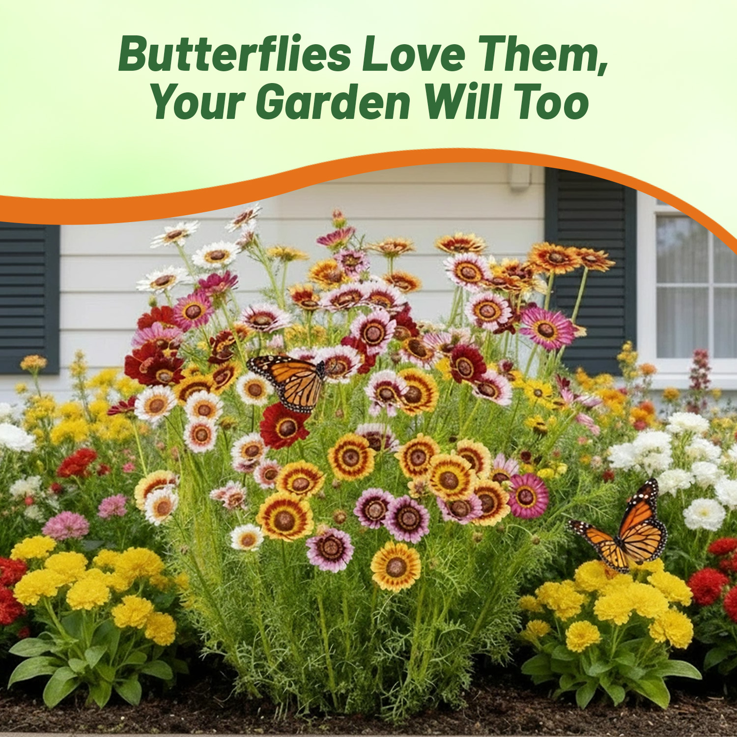 Chyrsanthemum Rainbow Flower Seed Mix