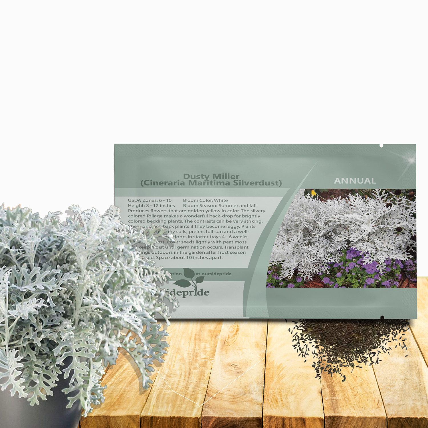 Dusty Miller Flower Seed Packet For Planting