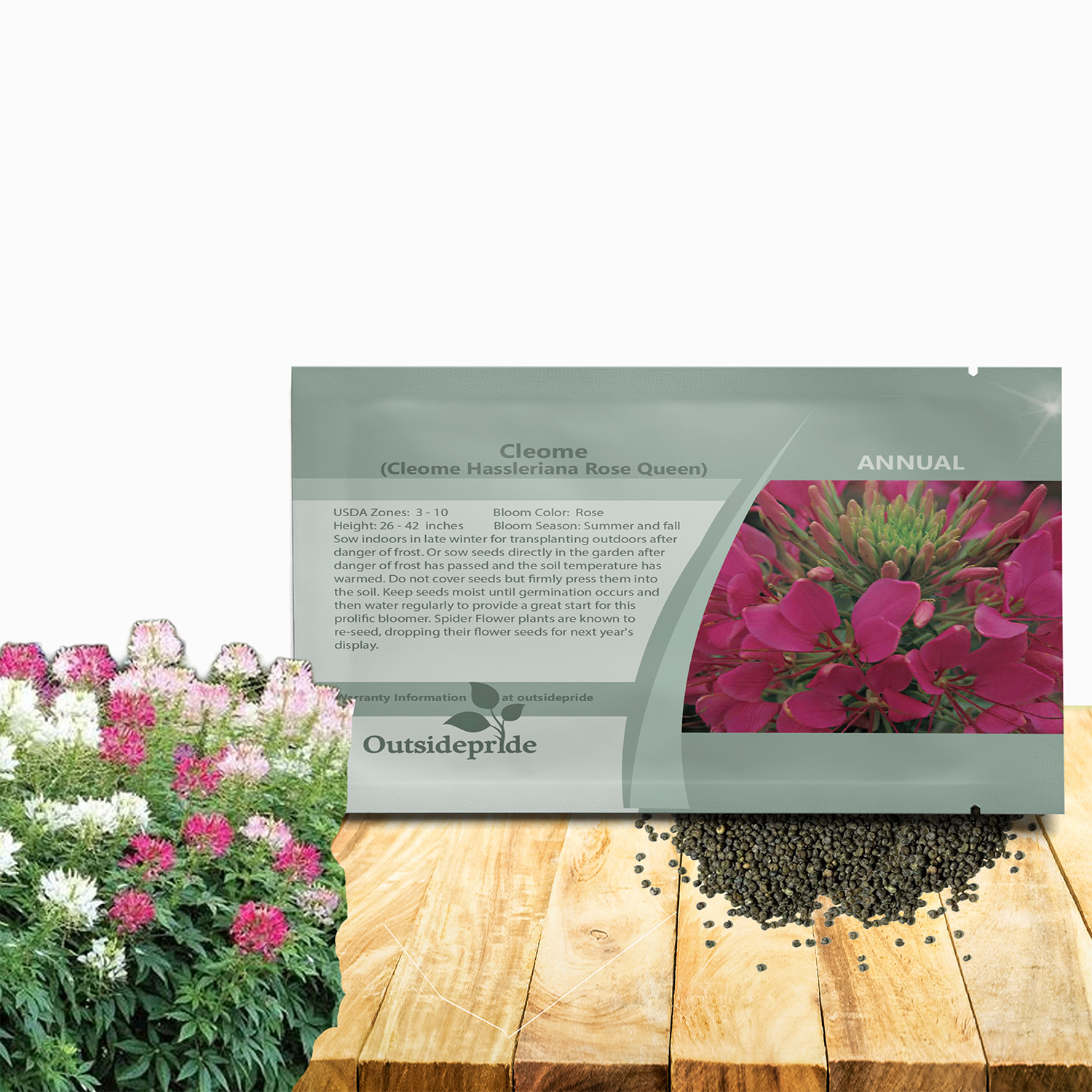 Cleome Rose Flower Seed Packet For Planting
