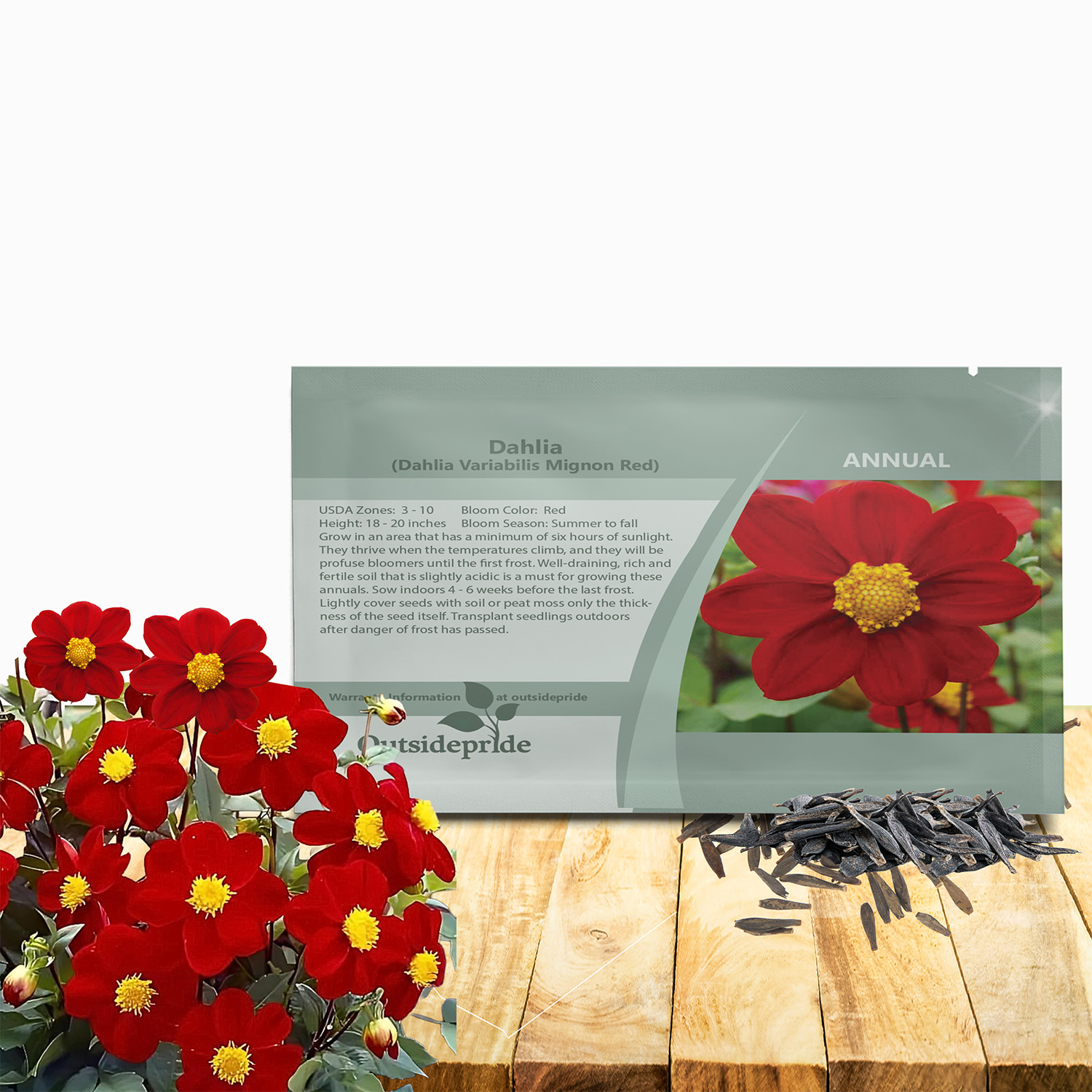 Dahlia Mignon Red Flower Seed Packet For Planting