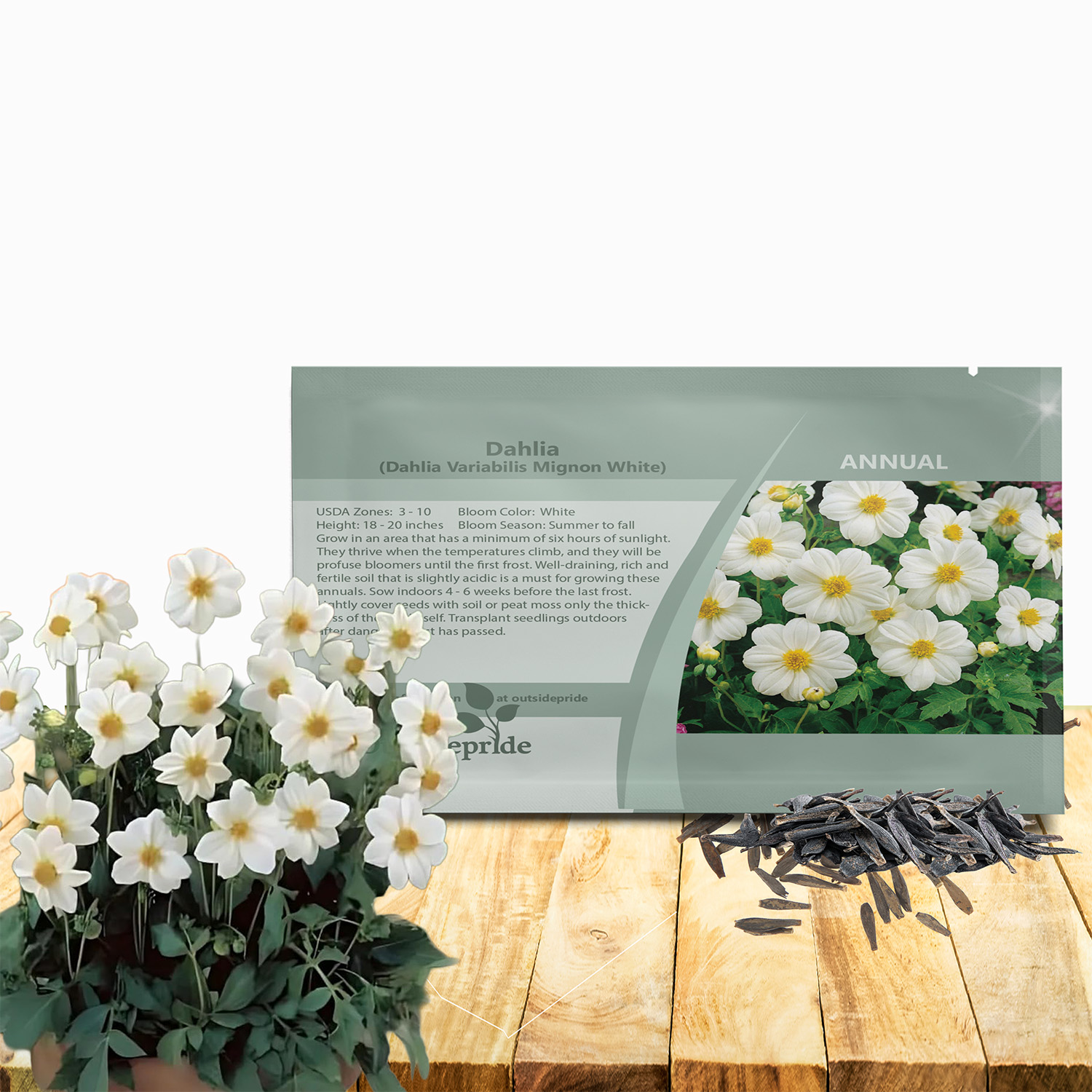 Dahlia Mignon White Seed Packet