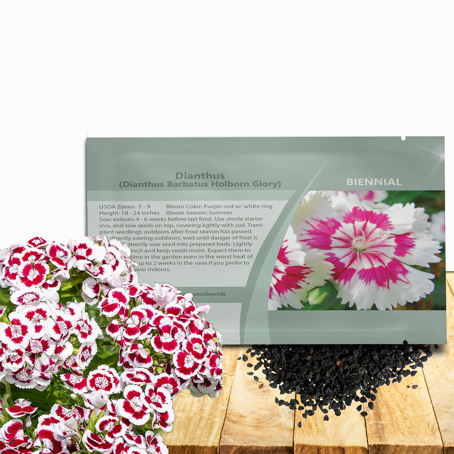 Dianthus Barbatus Holborn Glory Seed Packet