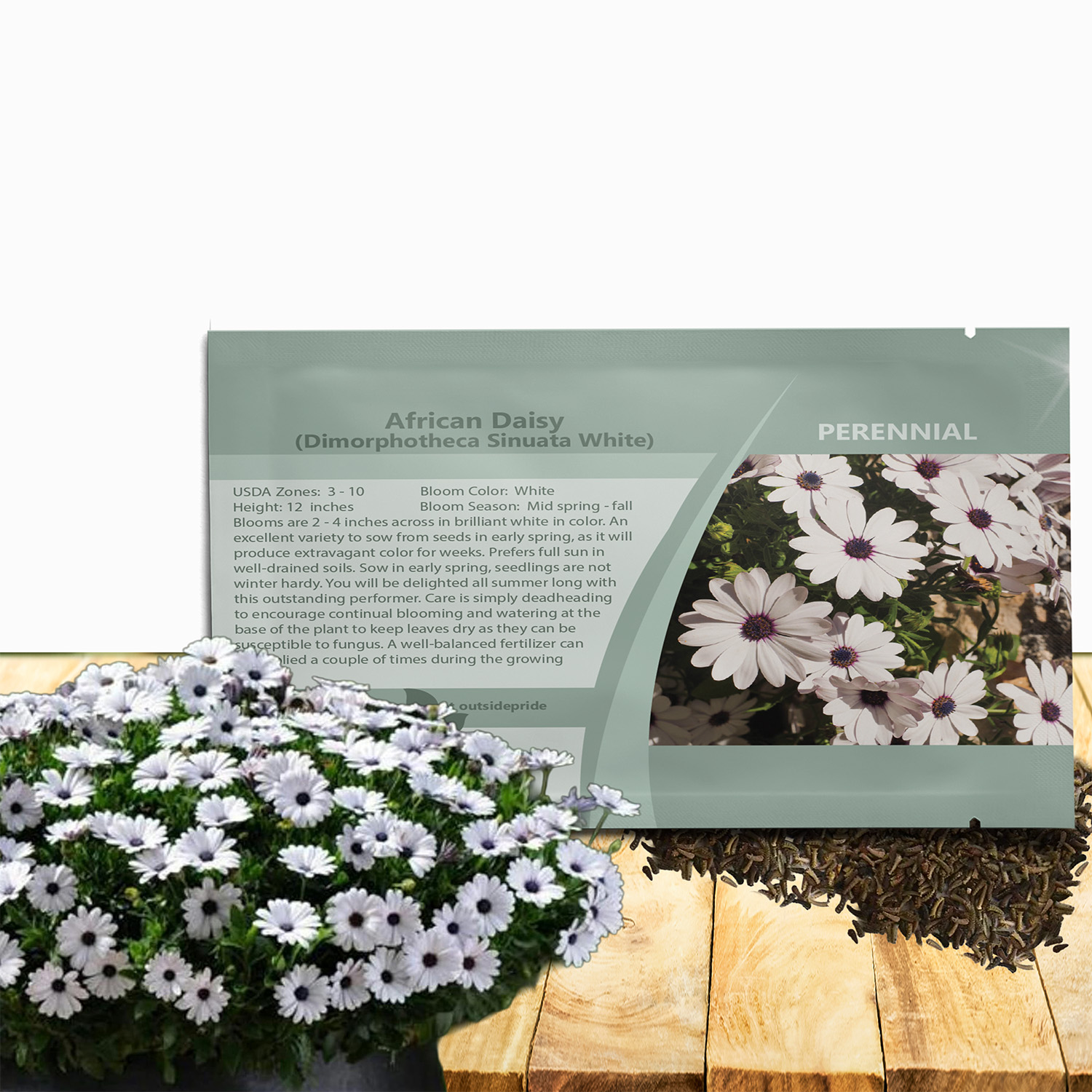African Daisy White Flower Garden