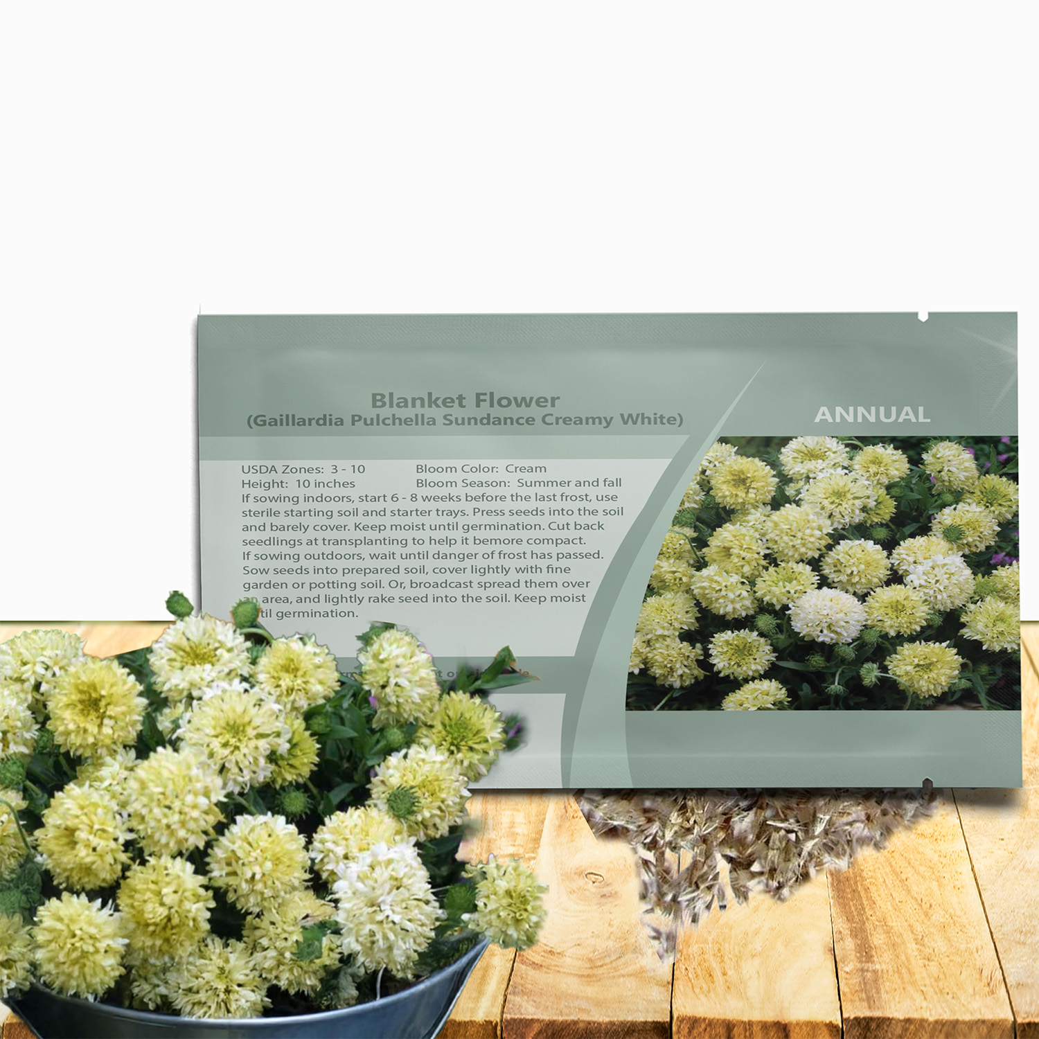 Gaillardia Pulchella Cream Flower Seed Packet For Planting
