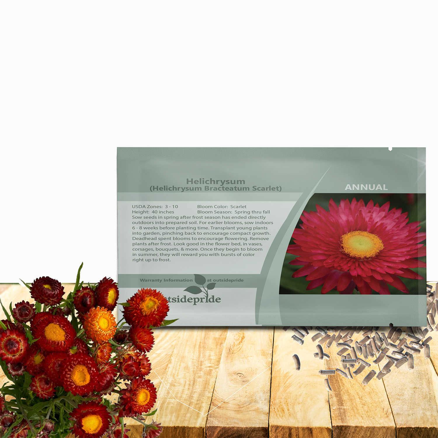 Straw Flower Scarlet Flowers Seed For Planting