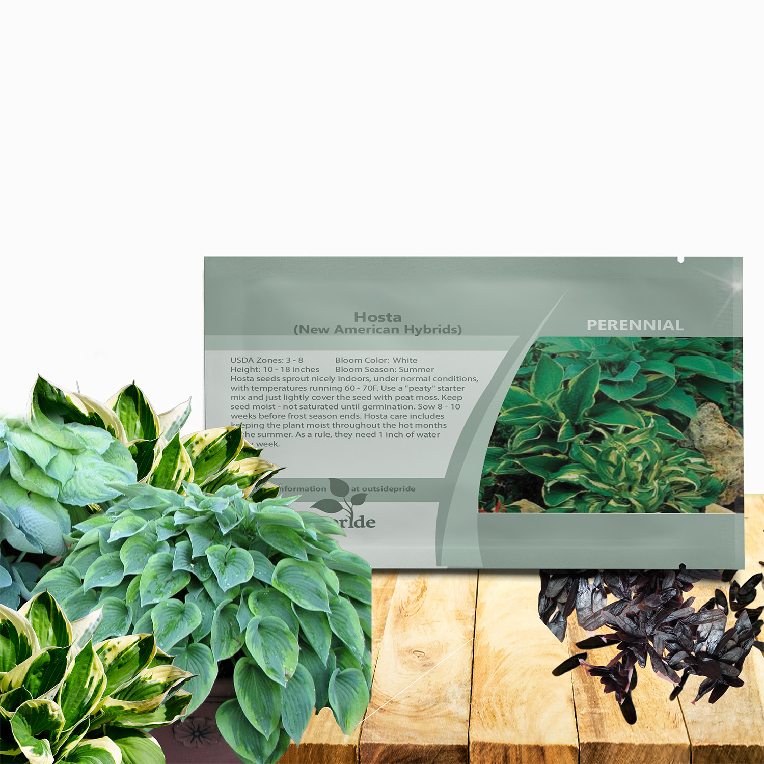 Hosta Seed Packet For Planting