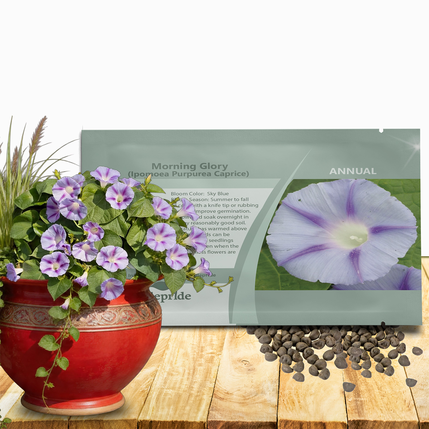 Ipomoea Purpurea Caprice Seed Packets