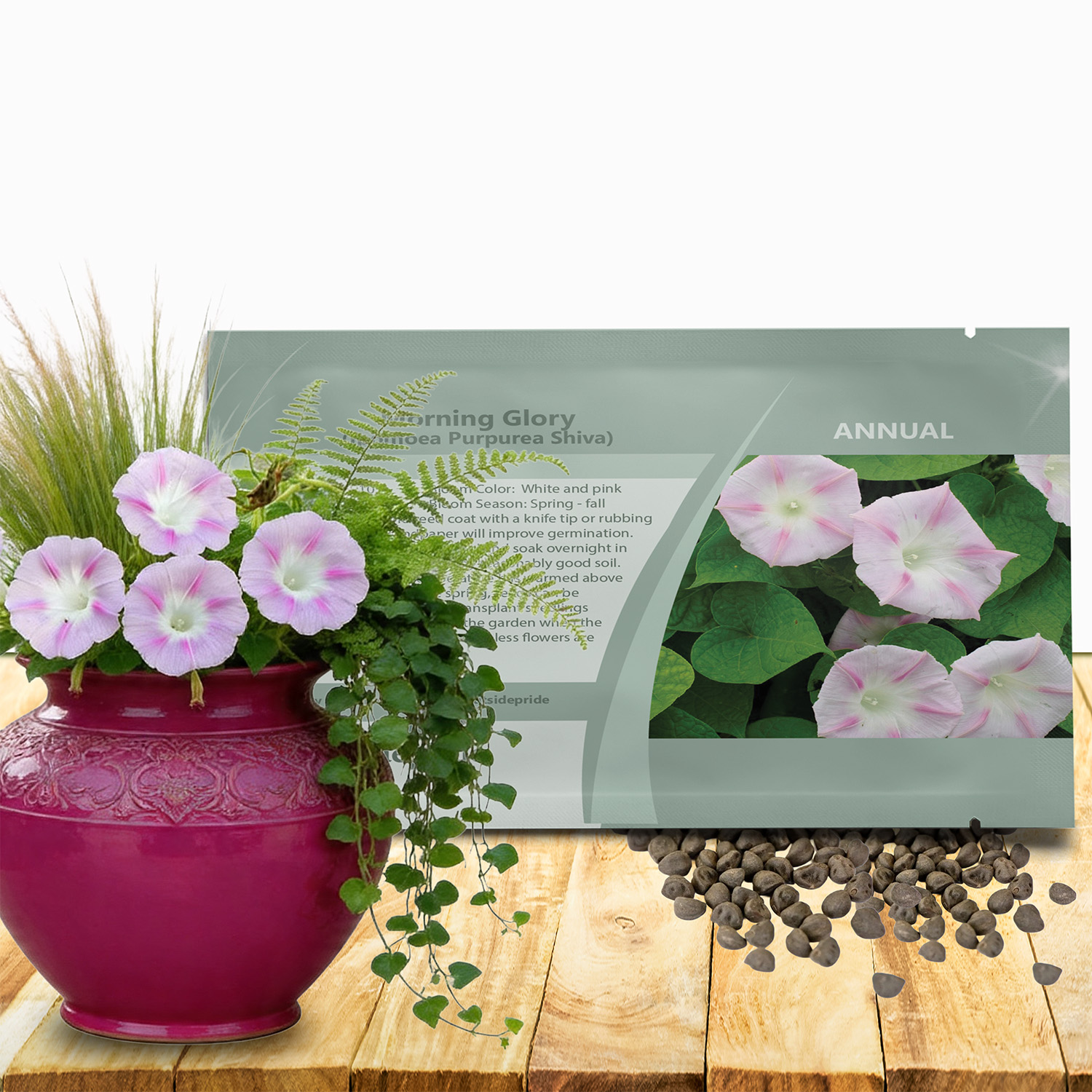 Morning Glory Vine Shiva Seed Packet