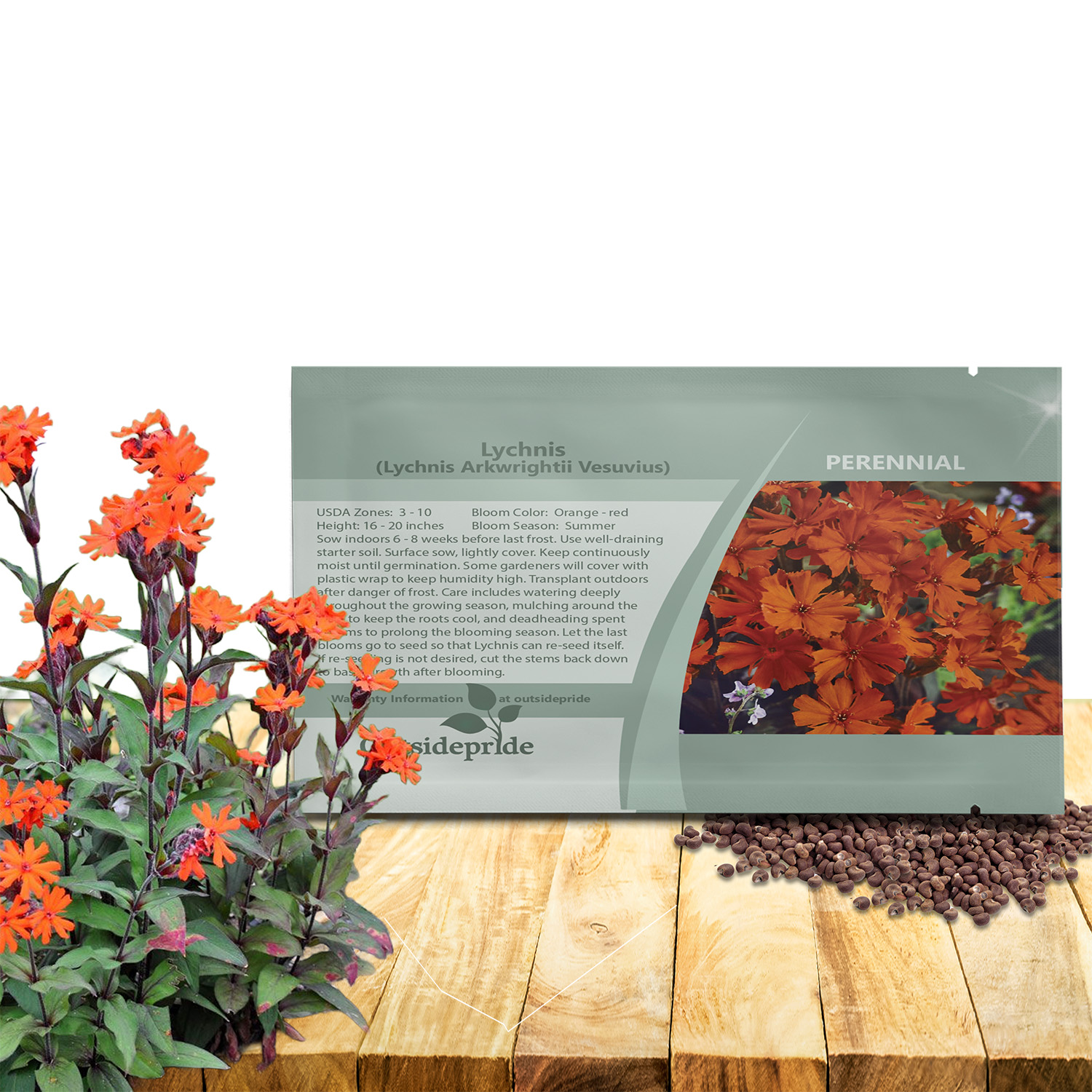 Lychnis Arkwrightii Vesuvius Seed For Planting