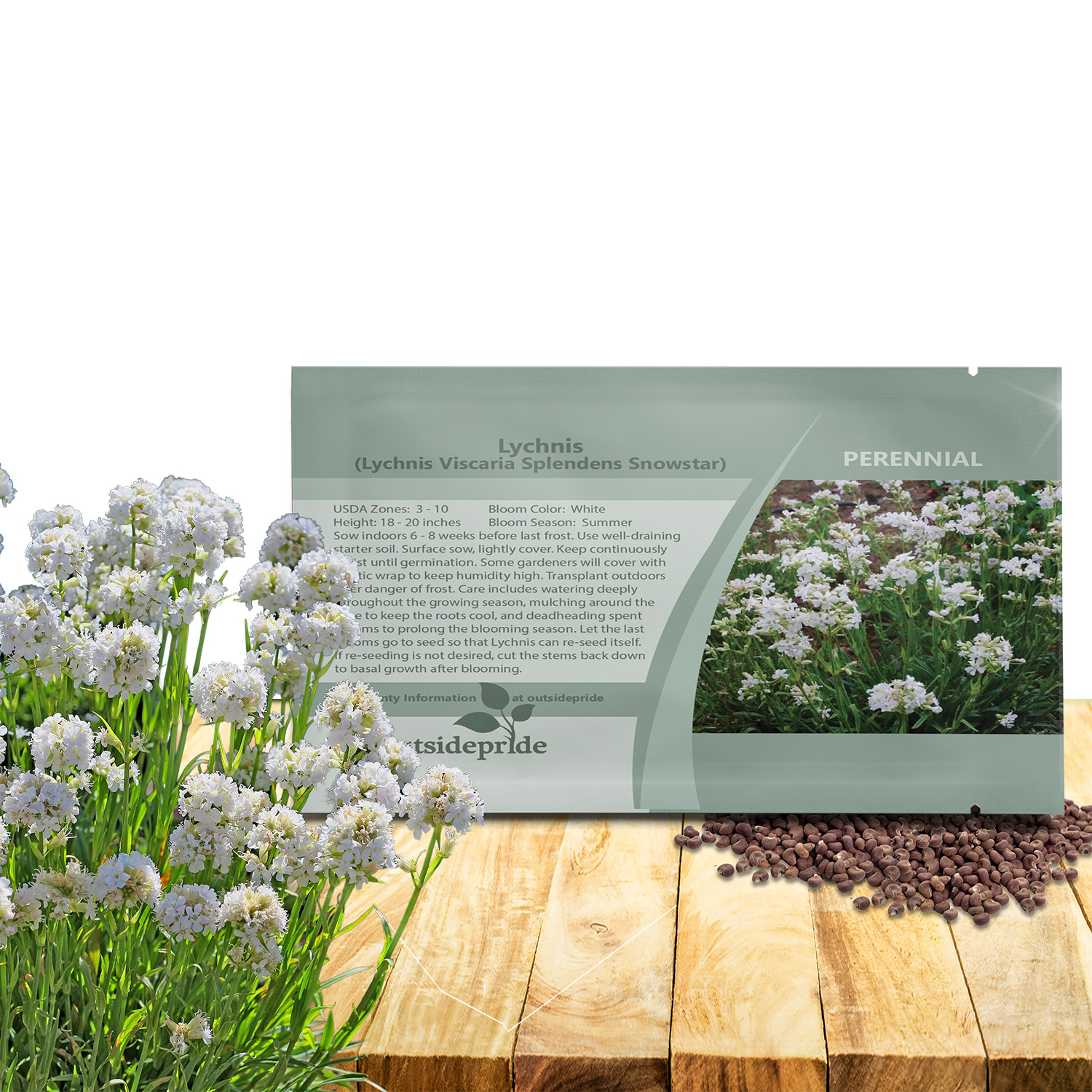 Lychnis Viscaria Snowstar Seed For Planting