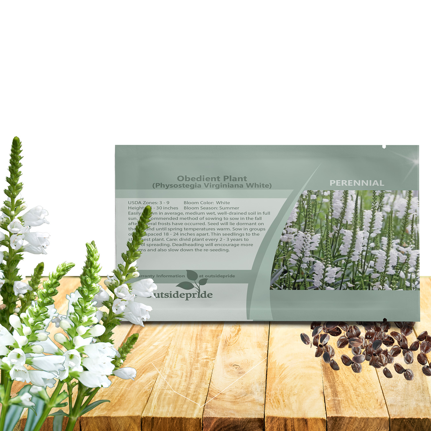 Obedient Plant White Flower Seeds For Planting