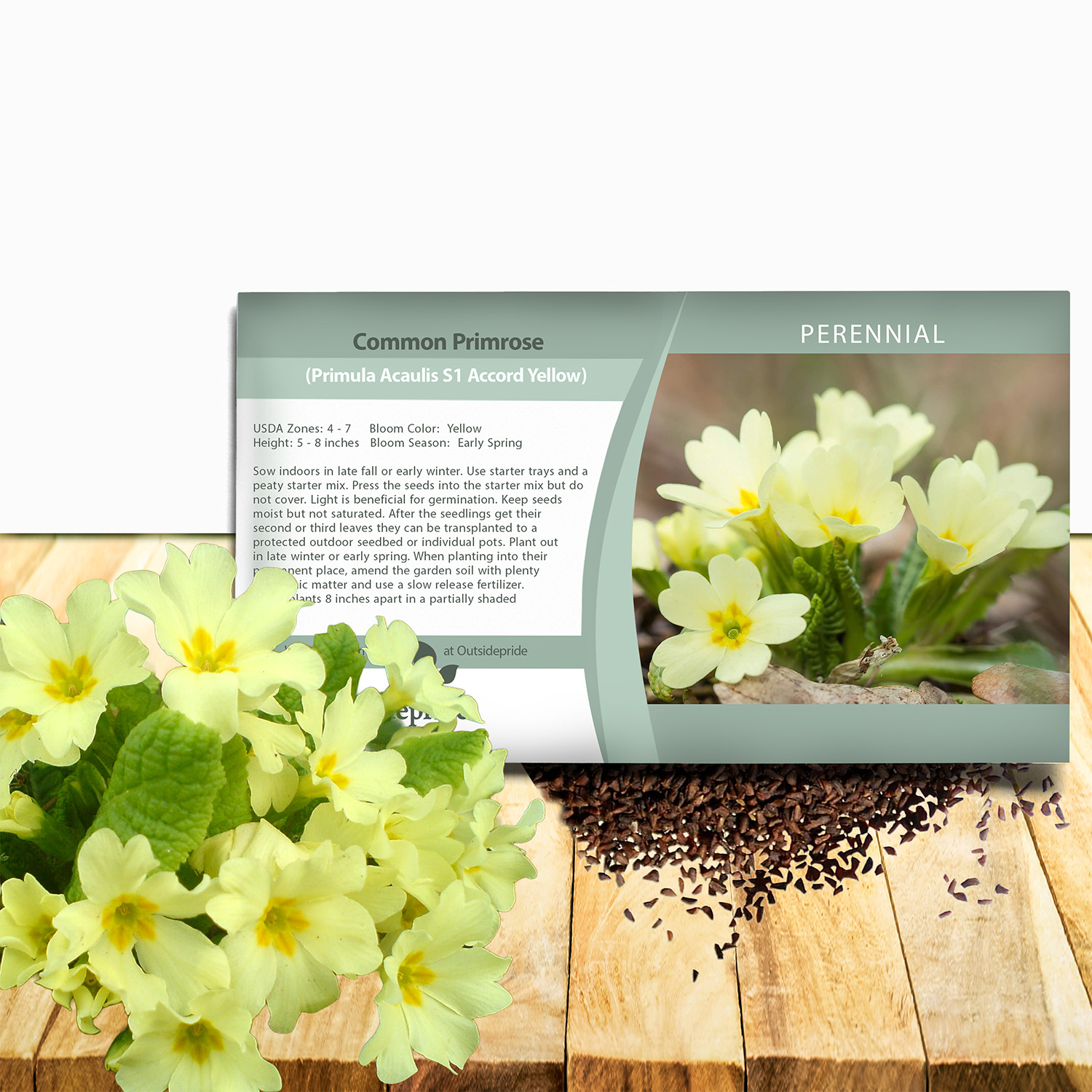 Common Primrose Yellow Seed Packet