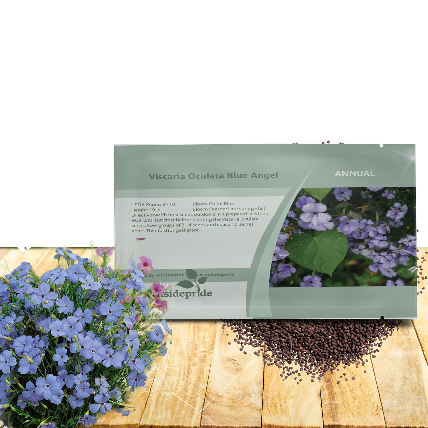 Viscaria Blue Angel Seeds For Planting