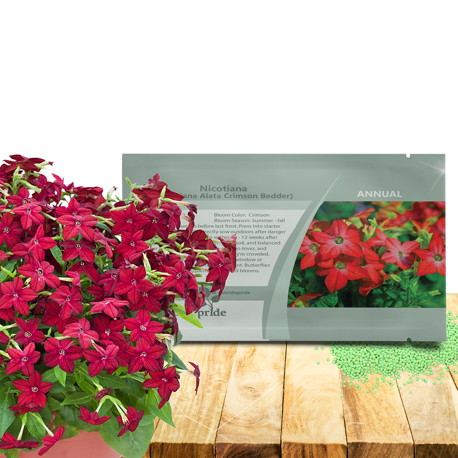 Nicotiana Crimson Bedder Flowers