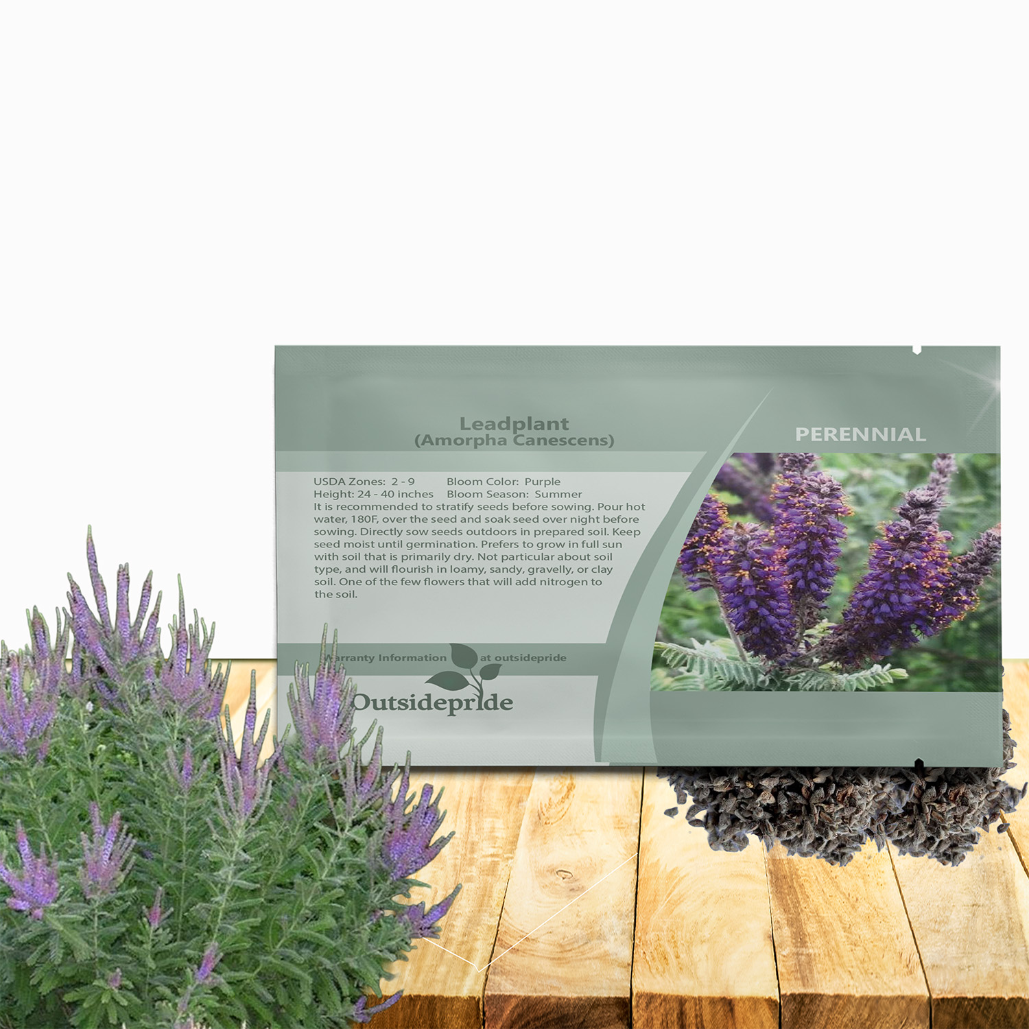 Leadplant Flower Seed Packet For Planting