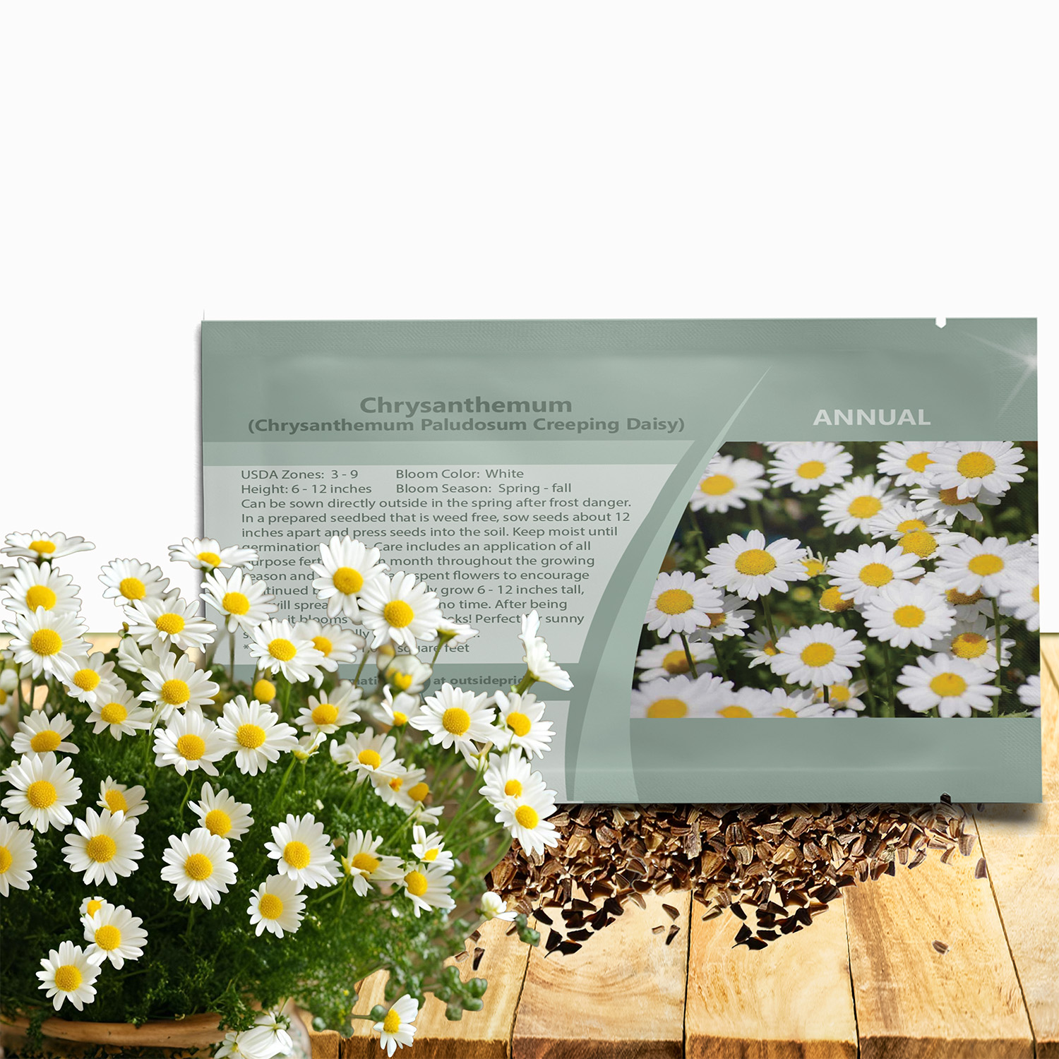 Chyrsanthemum Spreading Creeping Daisy Seed Packet