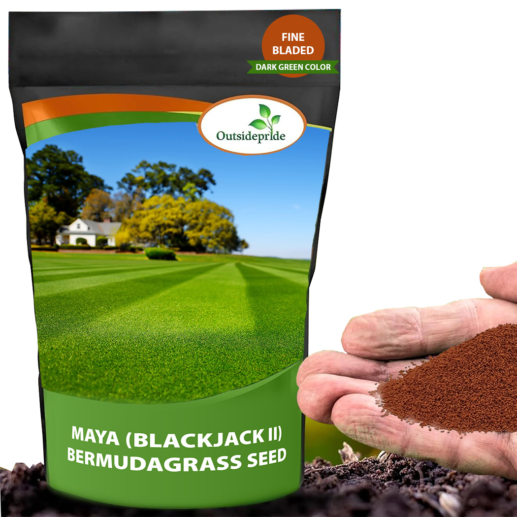 Blackjack II Bermuda Grass