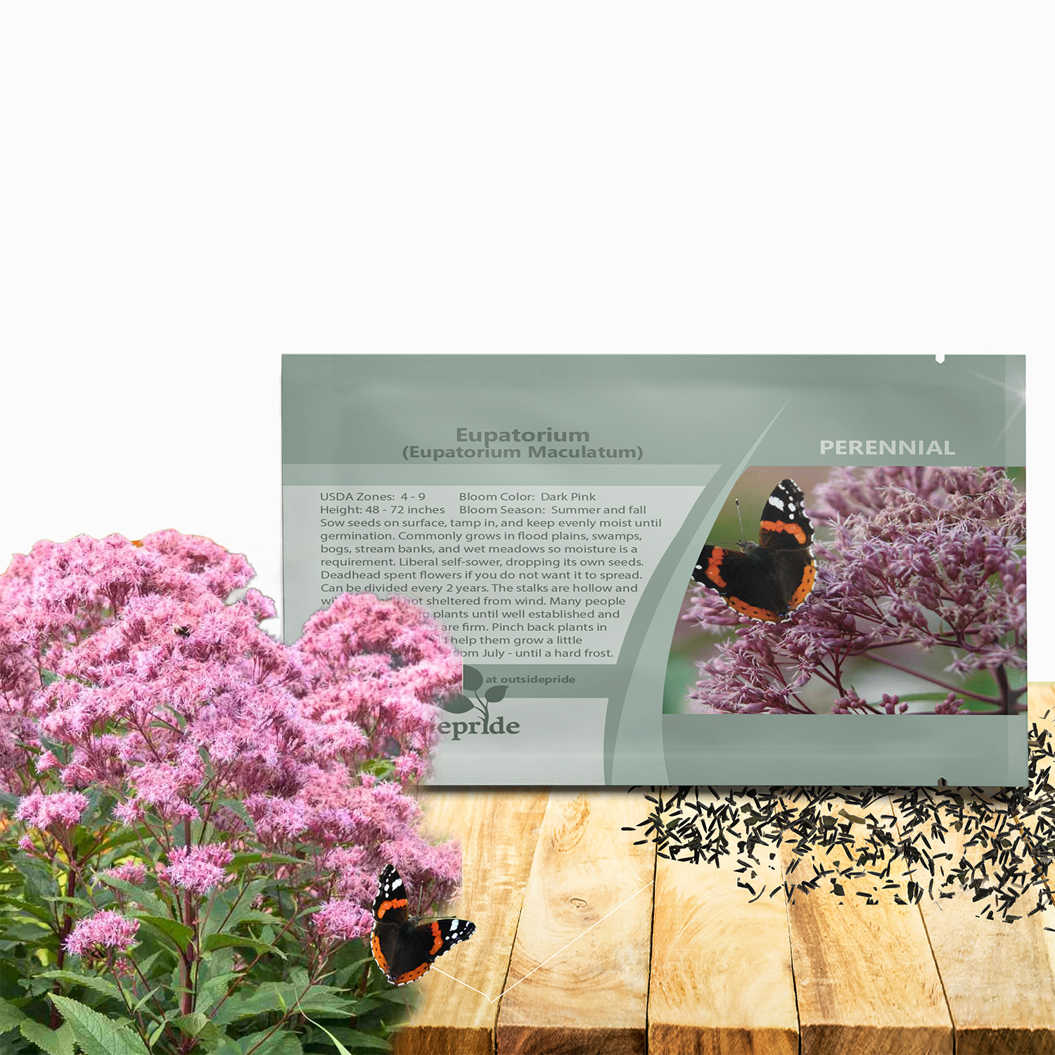 Joe Pyeweed Flower Seed Packet For Planting