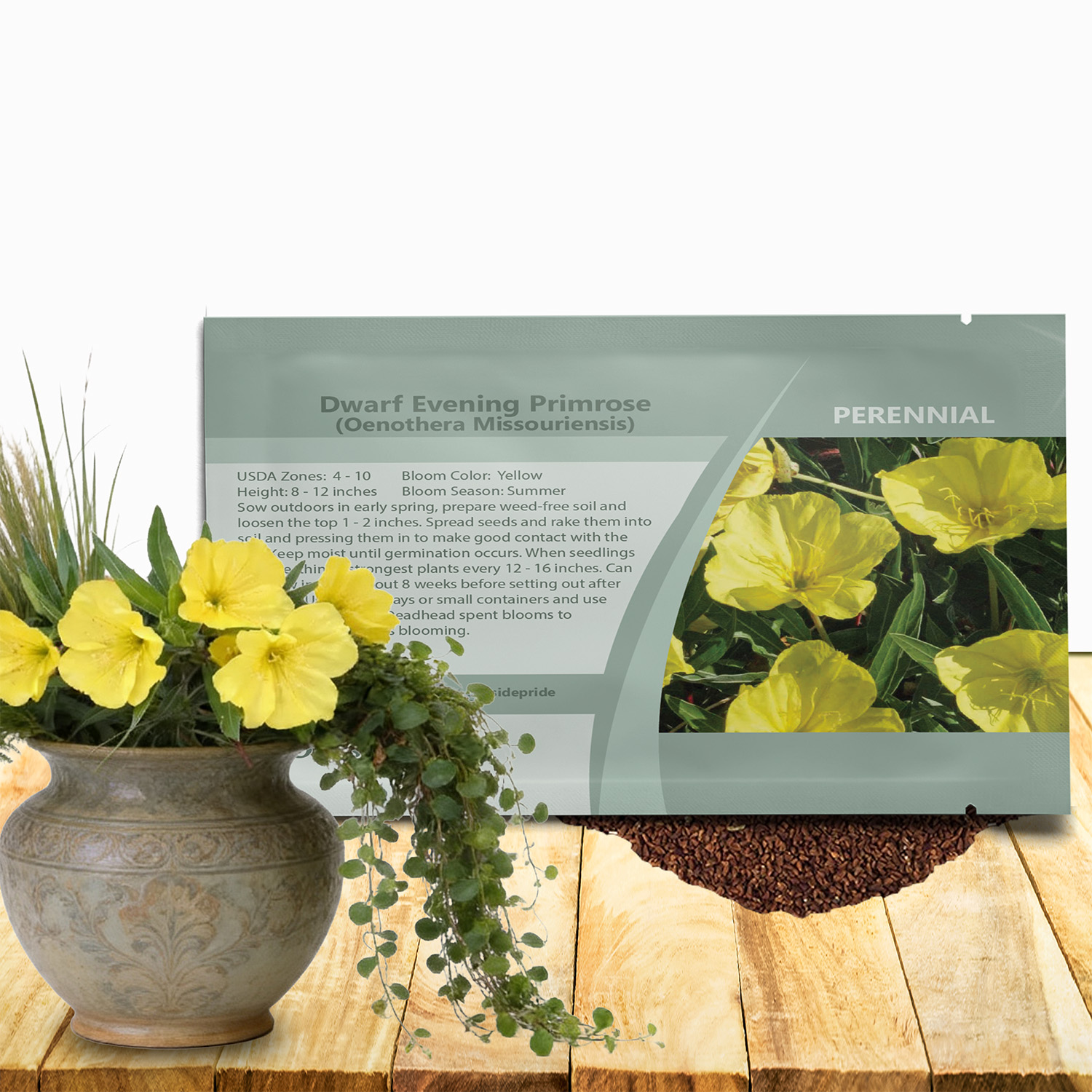 Dwarf Evening Primrose Seed Bag