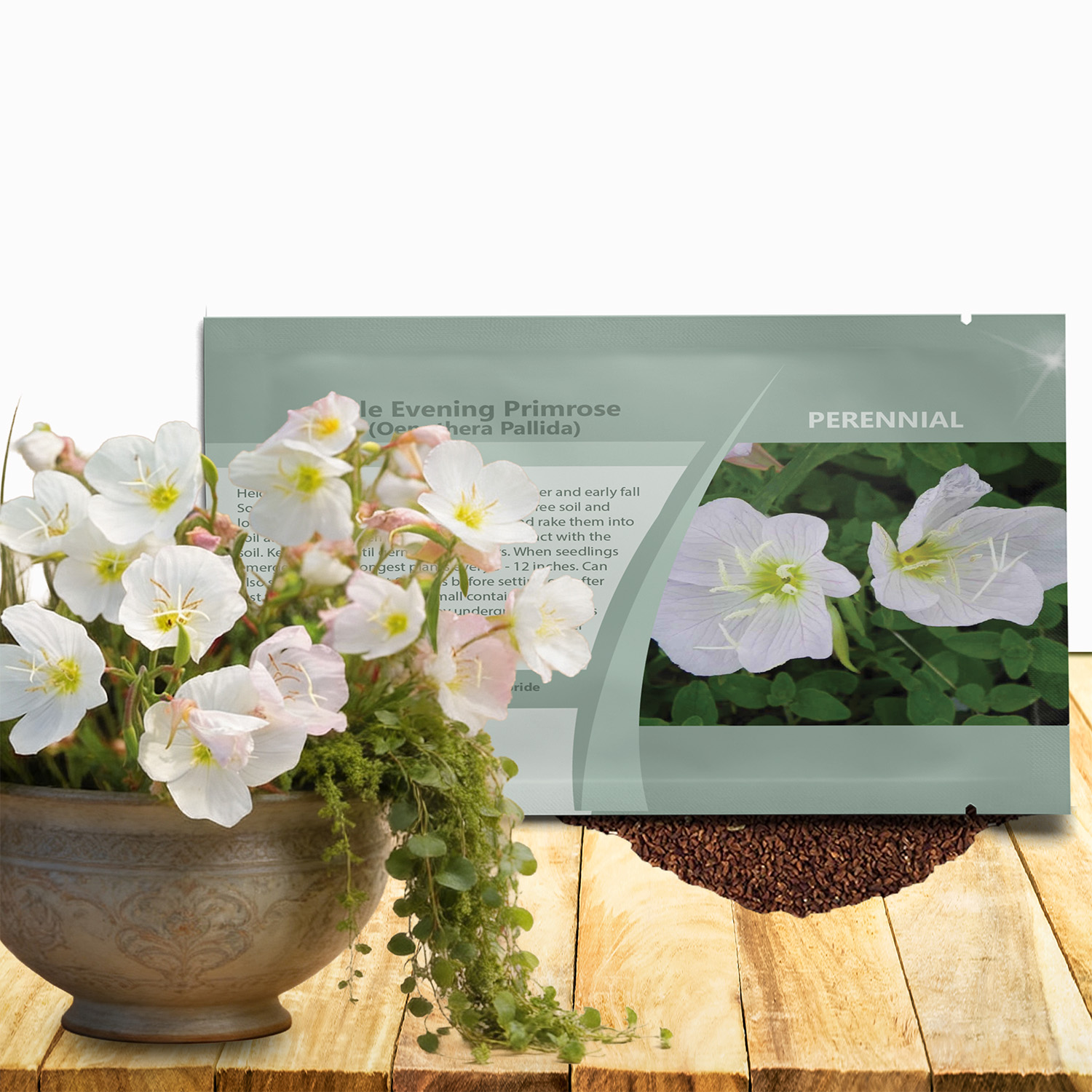 Perennial White Evening Primrose Seed Packet