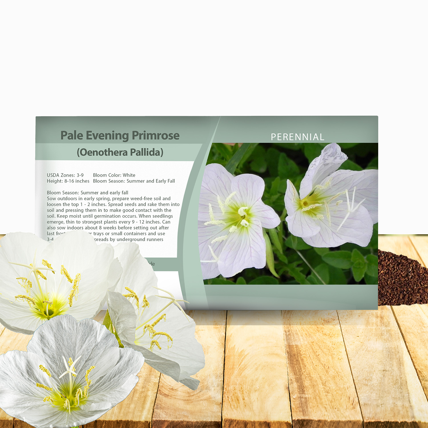 Perennial White Evening Primrose Seed Packet
