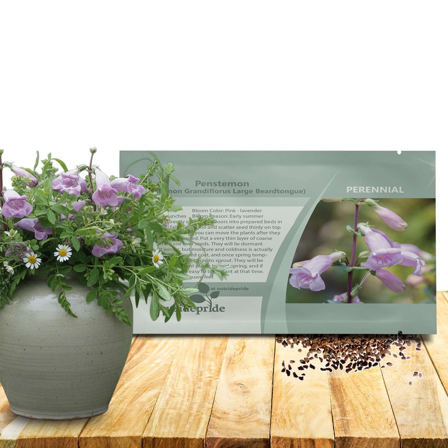 Penstemon Shell-leaf Seed Packet
