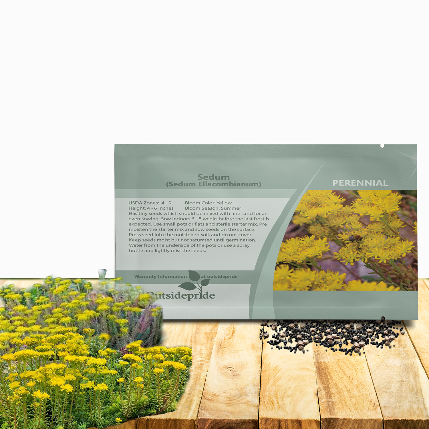Sedum Ellacombianum Seed Packet