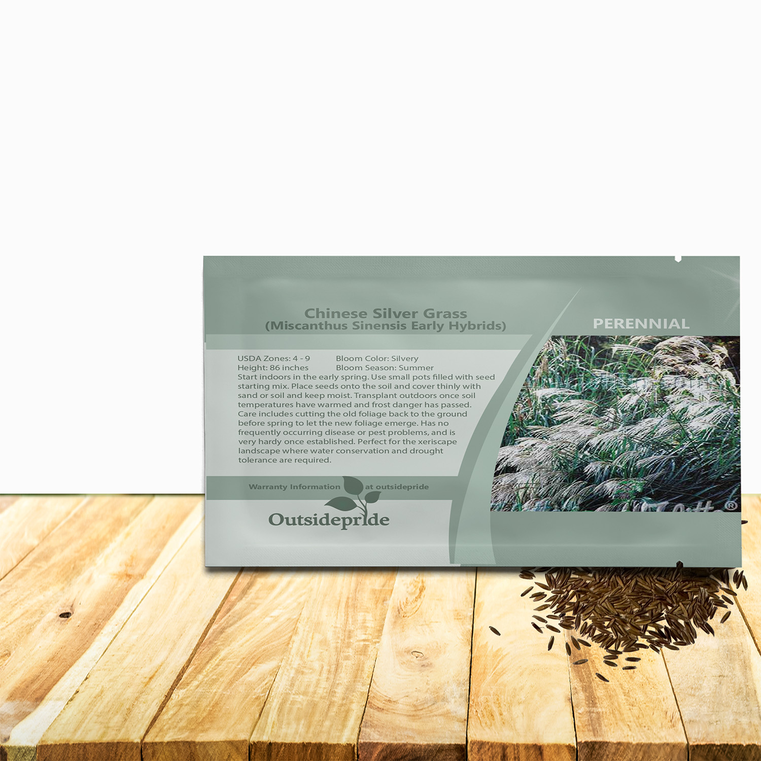 Miscanthus Sinensis Japanese