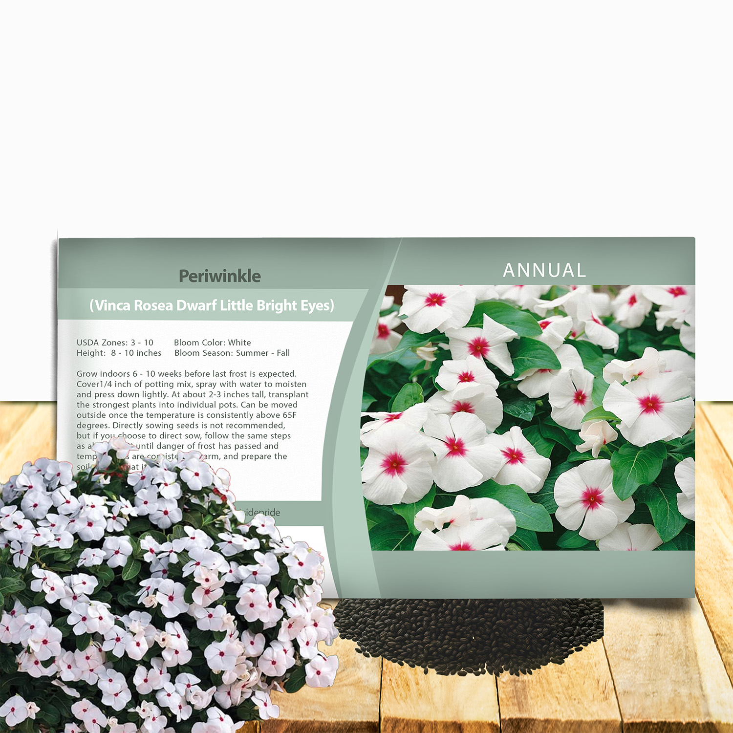 Periwinkle Bright Eyes Seed Packet