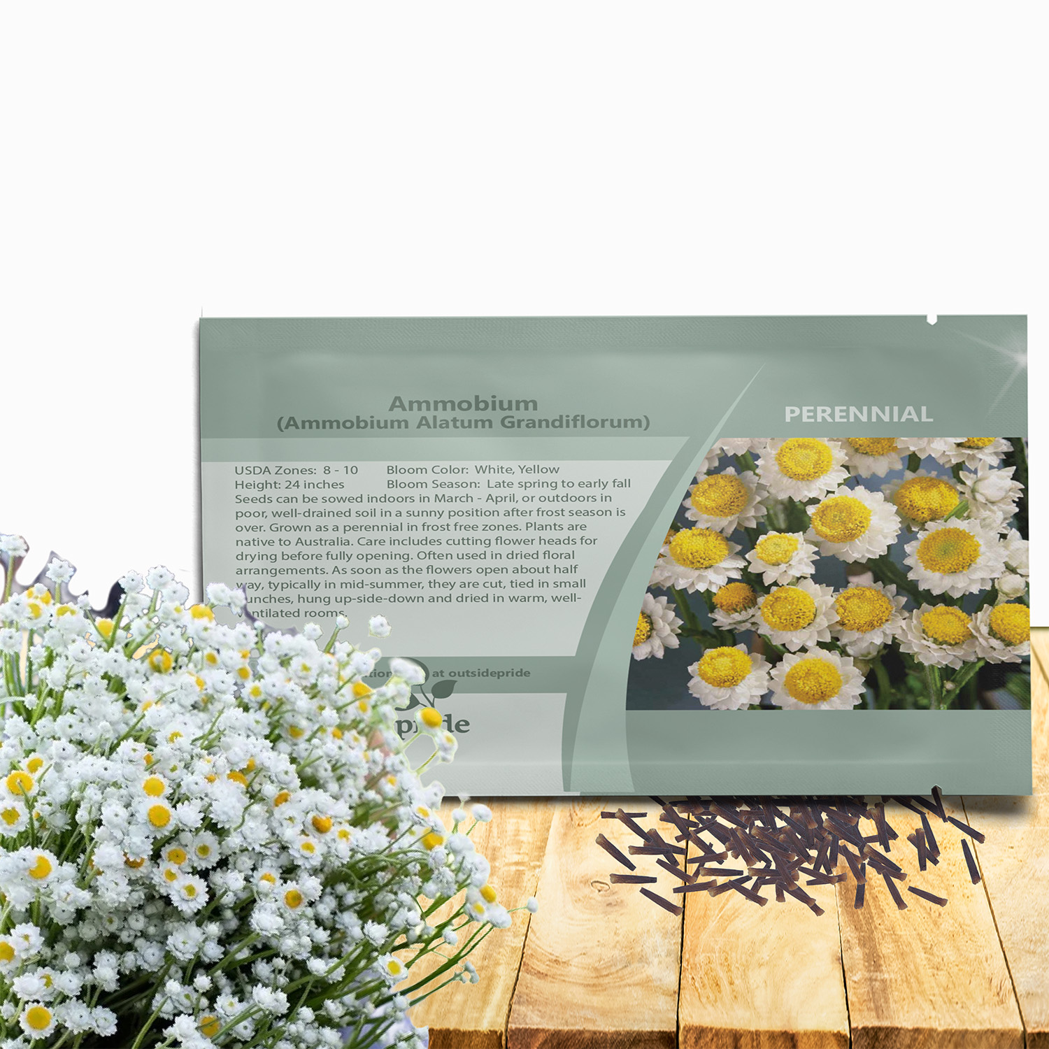 Ammobium Garden Flower Seed Packet