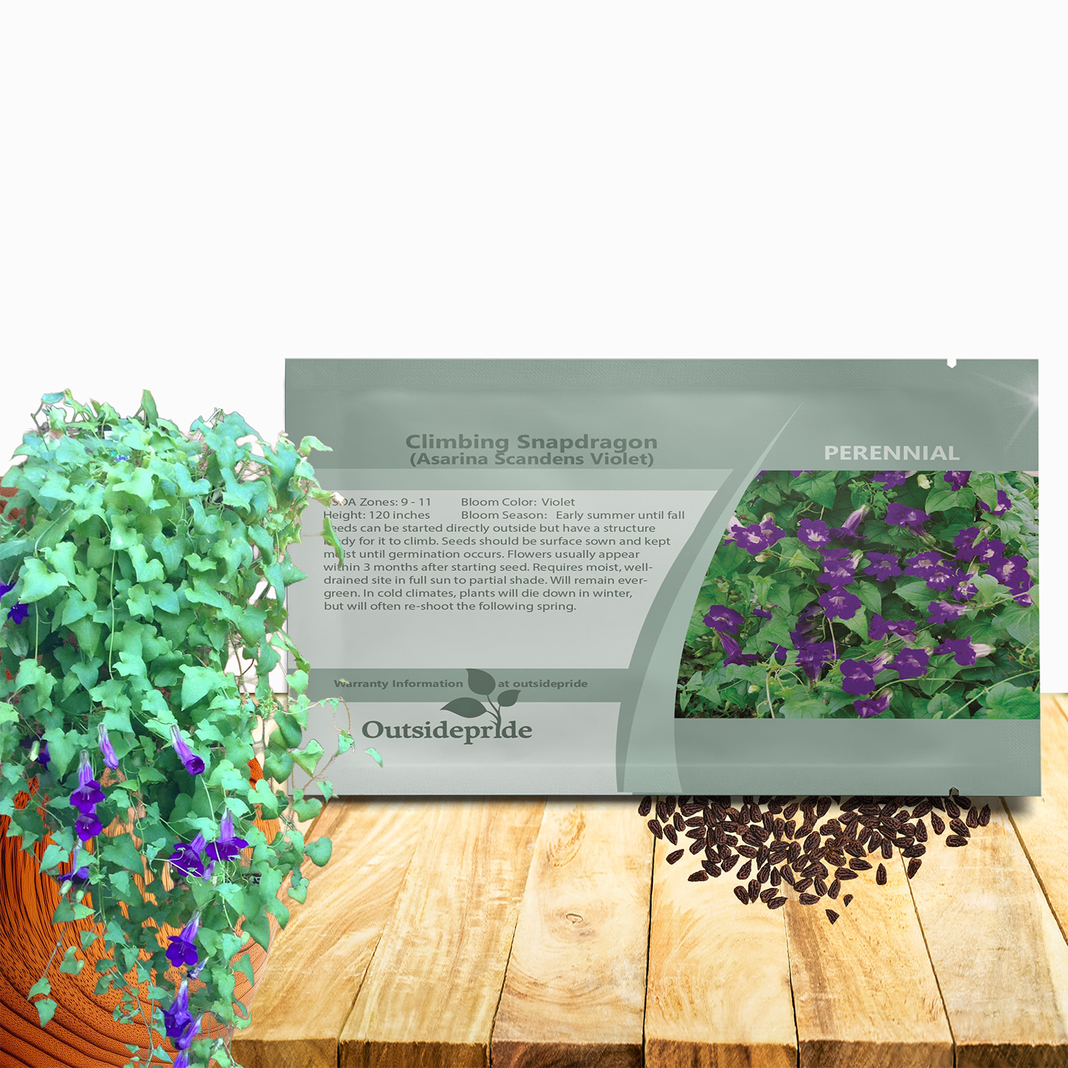 Asarina Violet Flower Seed Packet
