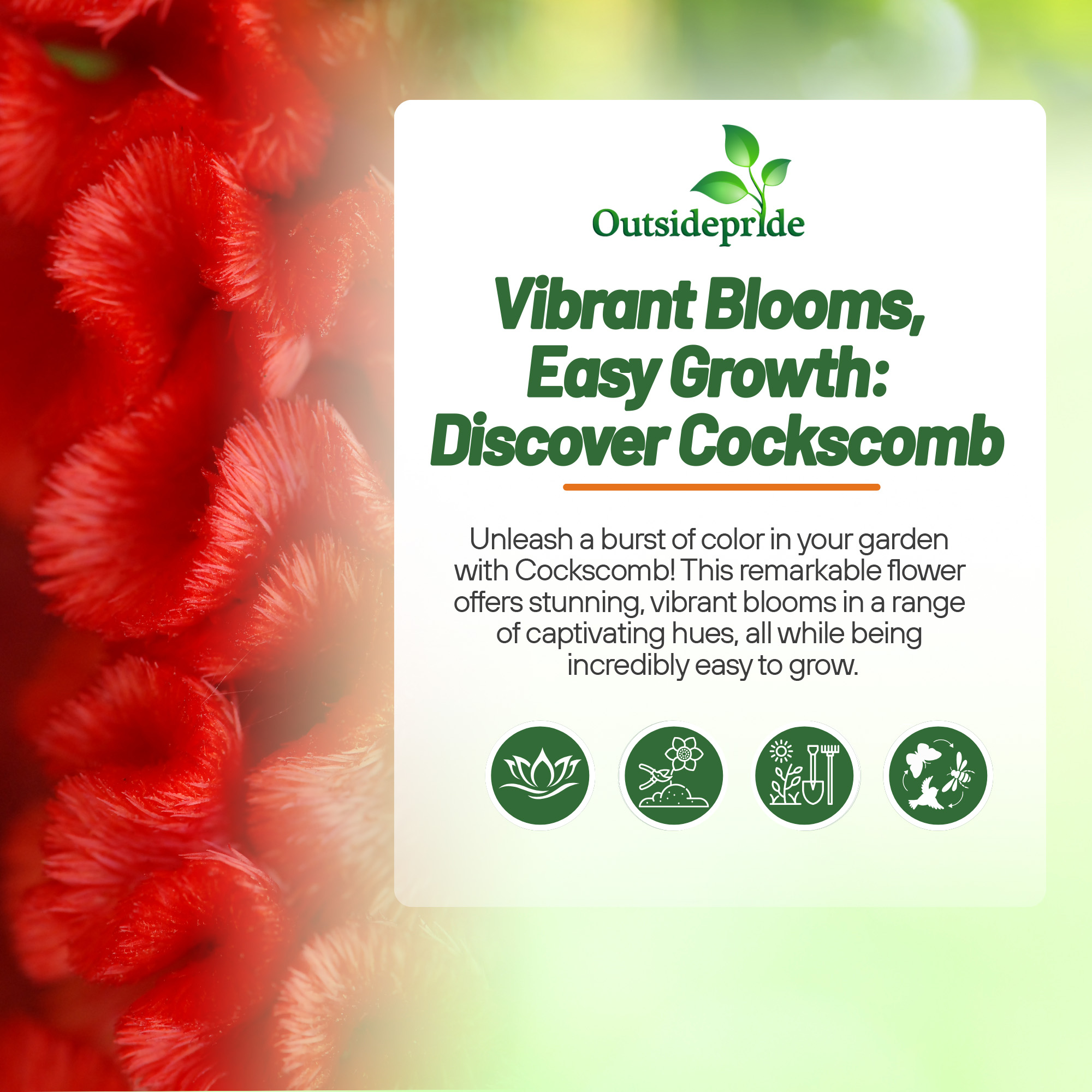 Celosia Cristata Carmine Flowers