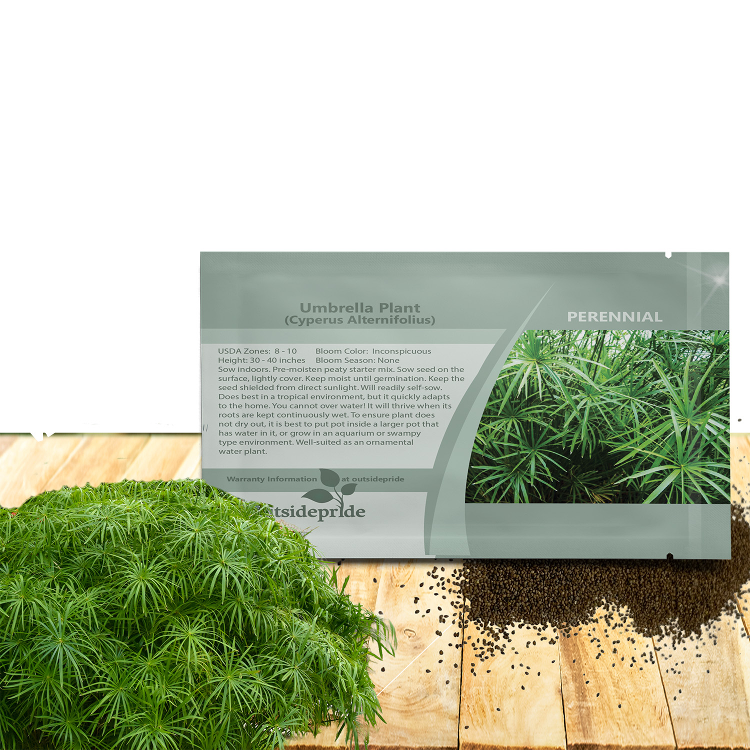 Umbrella Plant Ornamental Grass Seeds For Planting