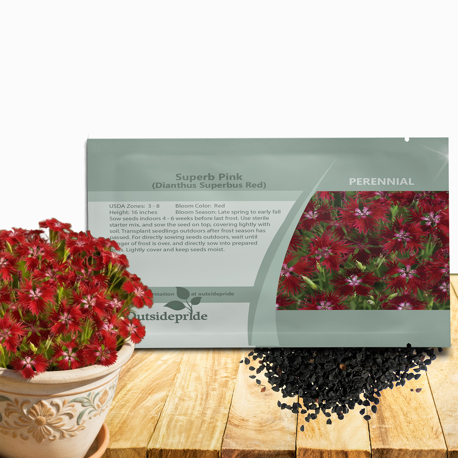 Dianthus Superbus Red Garden Flowers