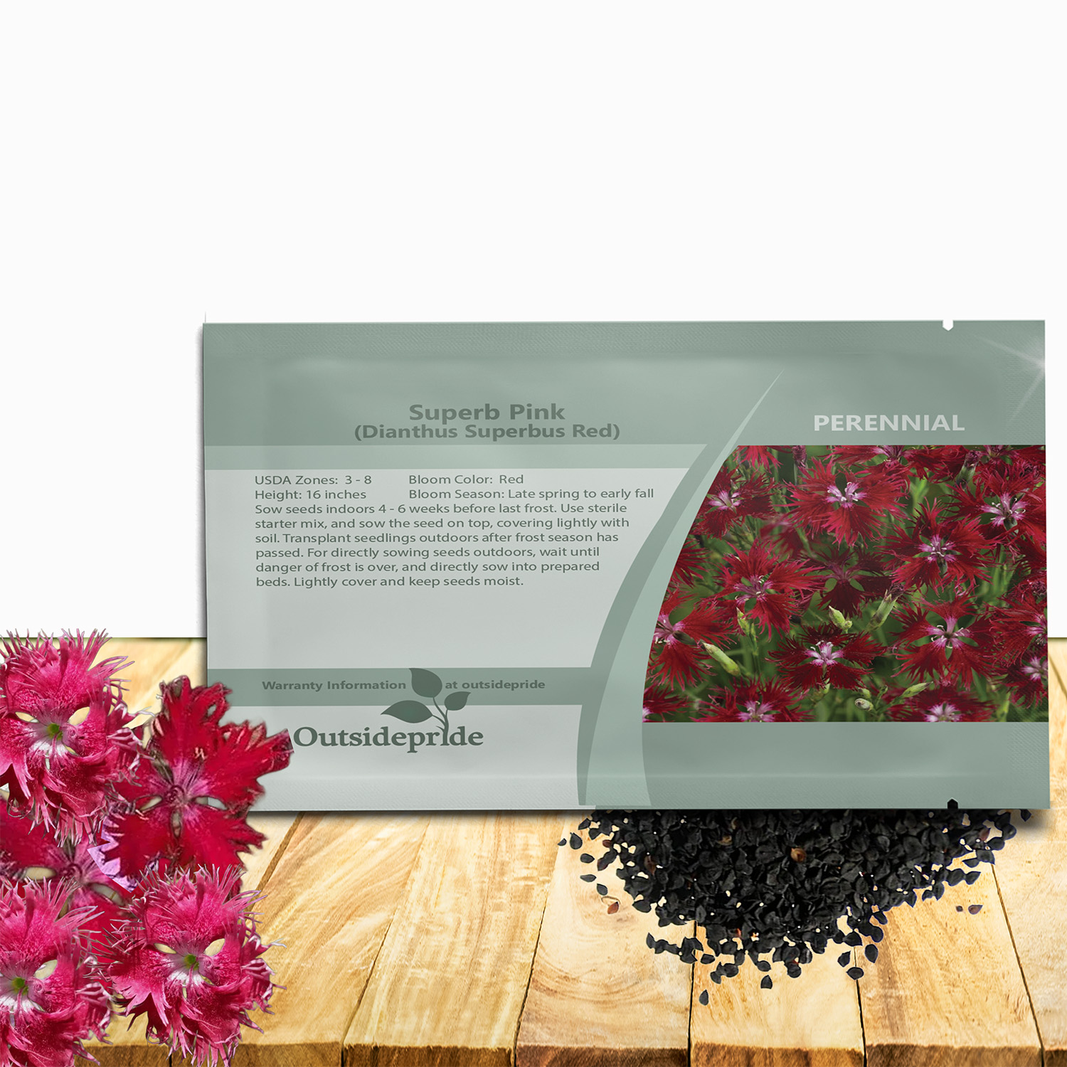 Dianthus Superbus Red Garden Flowers