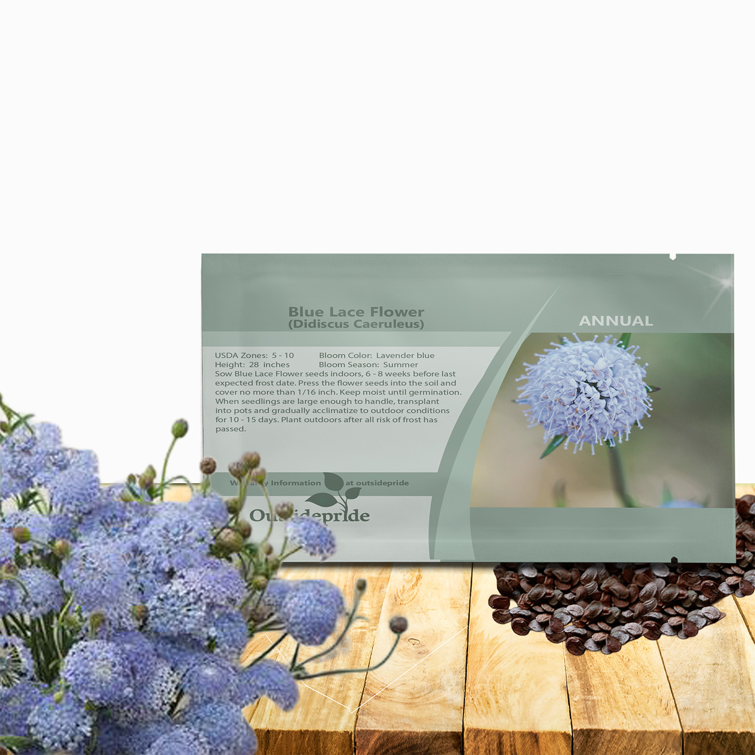 Blue Lace Flower Seed Packet For Planting