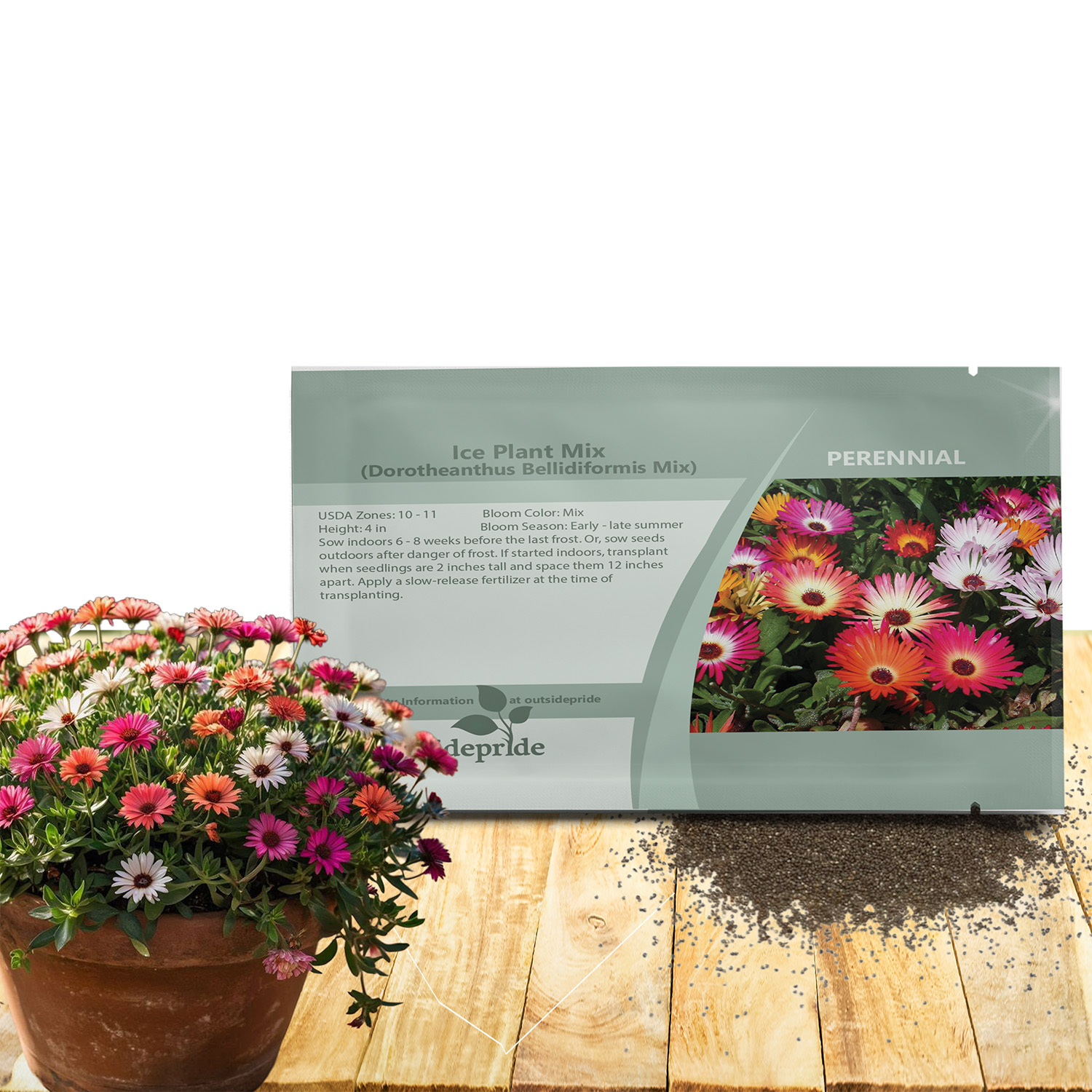 Livingstone Daisy Seed Packet