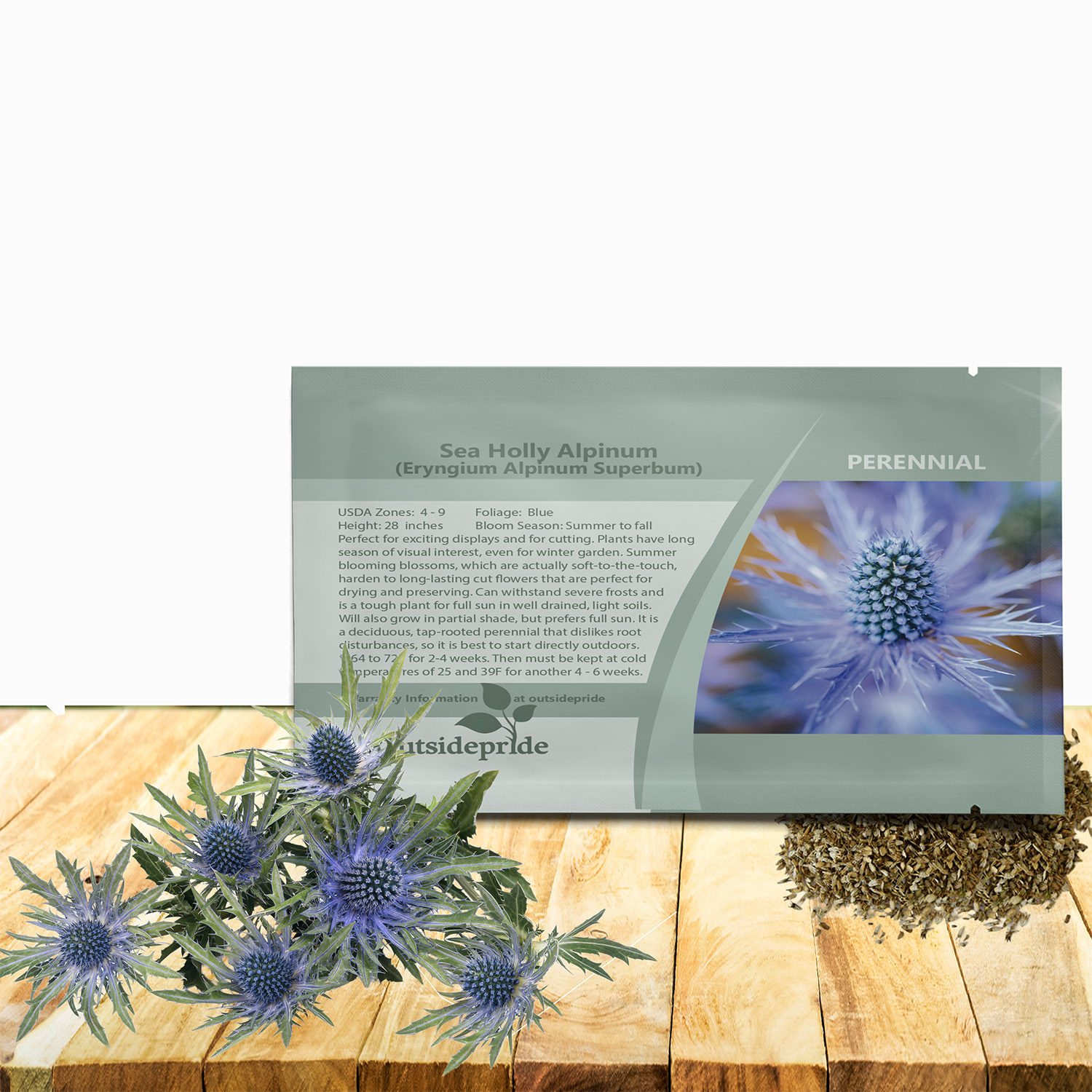 Sea Holly Alpinum Seed Packet For Planting