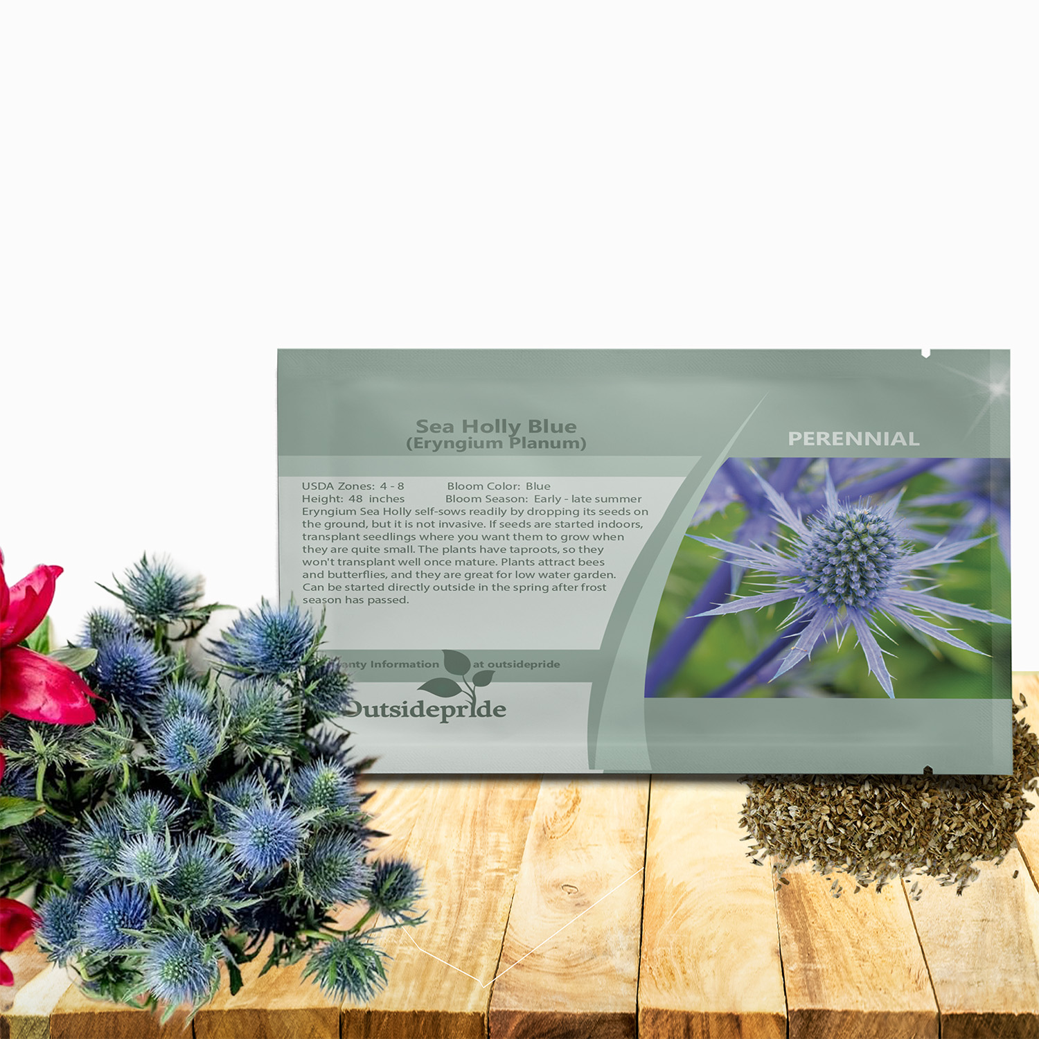 Sea Holly Planum Seed Packet For Planting