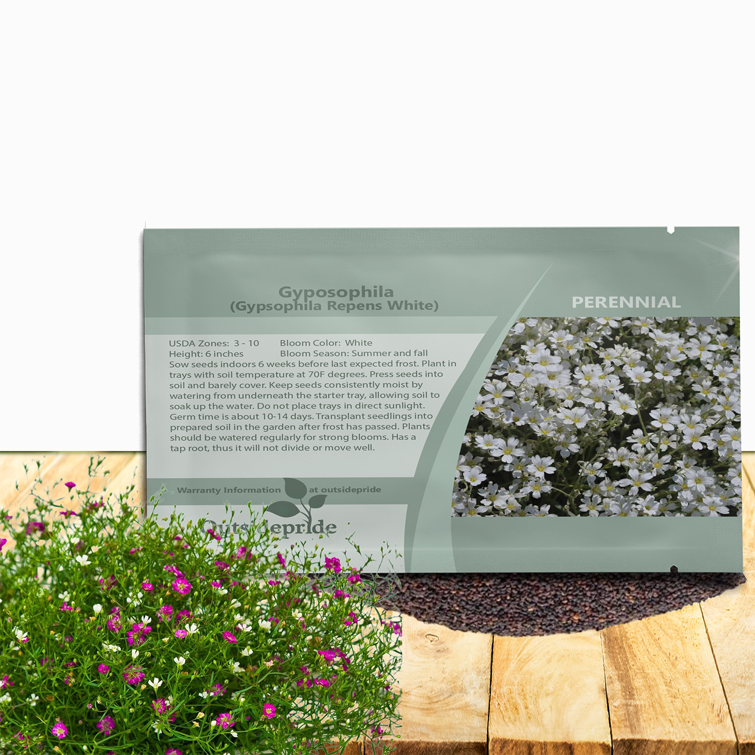Gypsophila White Flower Seed Packet For Planting