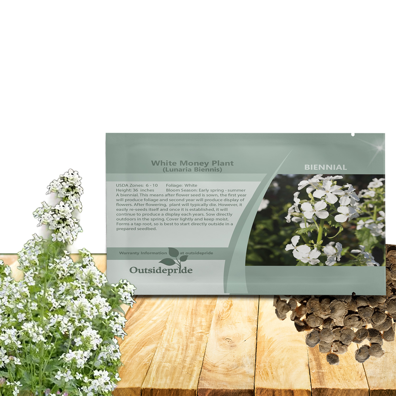 White Money Plant Seed Packet