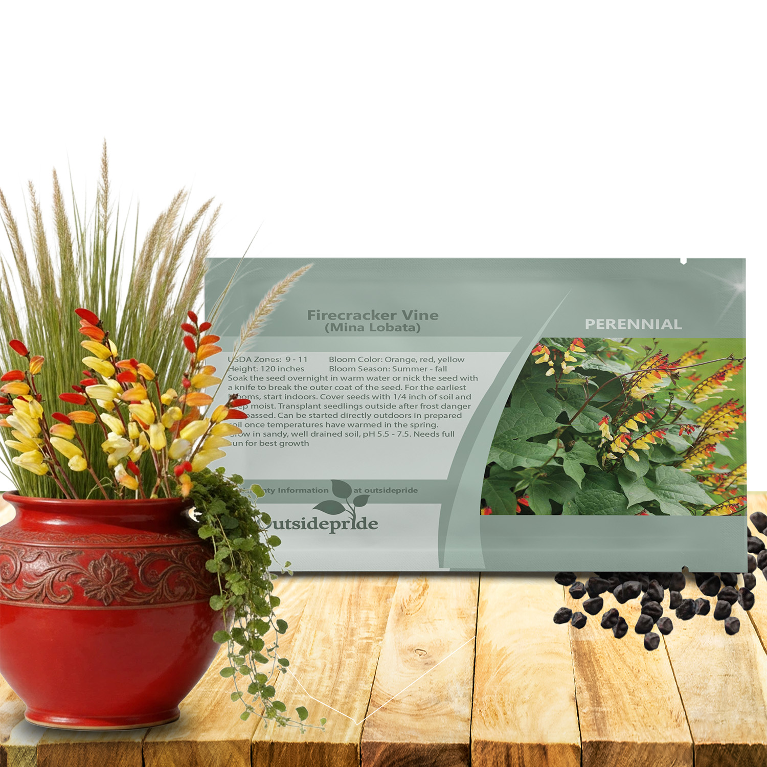 Firecracker Vine Seed Packet For Planting