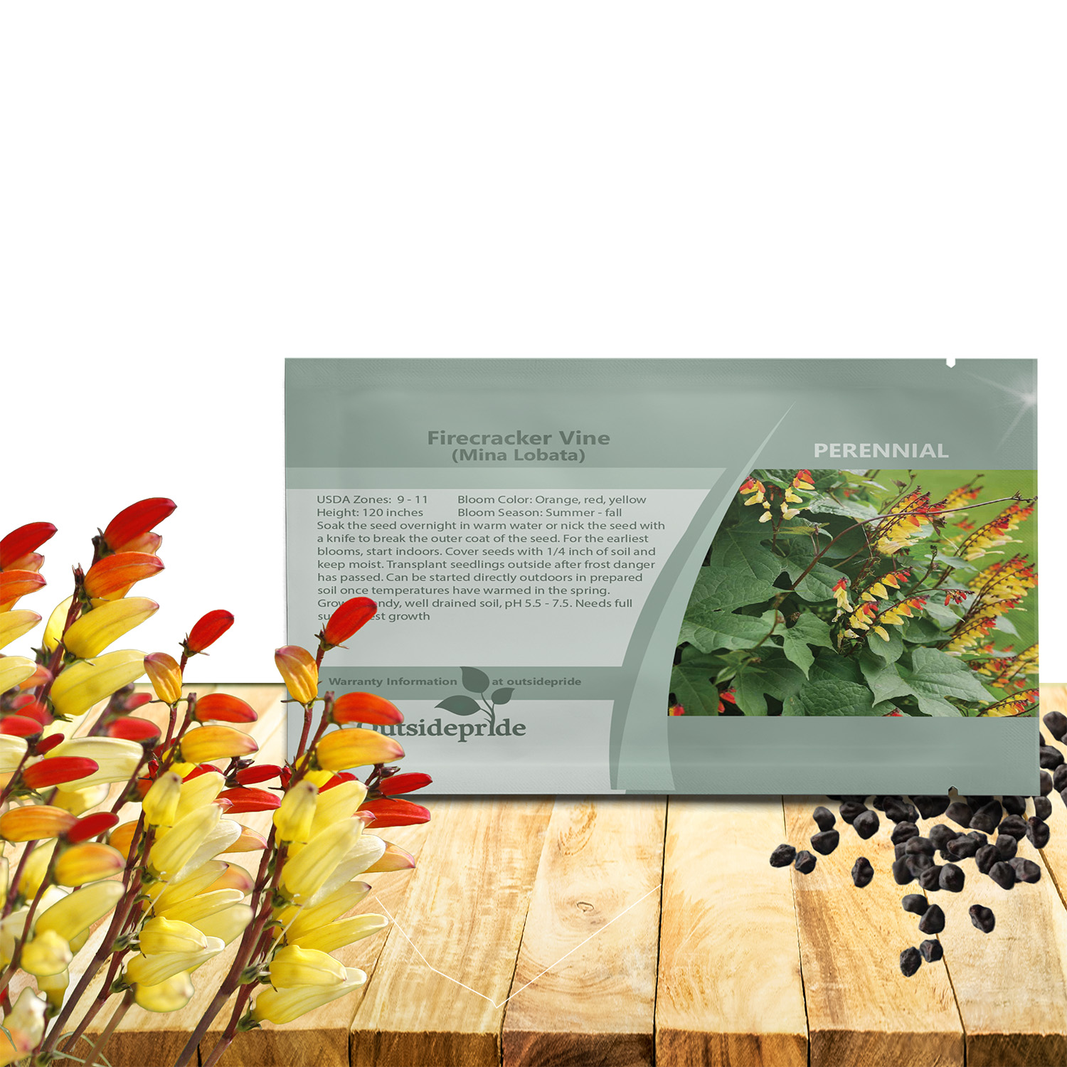Firecracker Vine Seed Packet For Planting