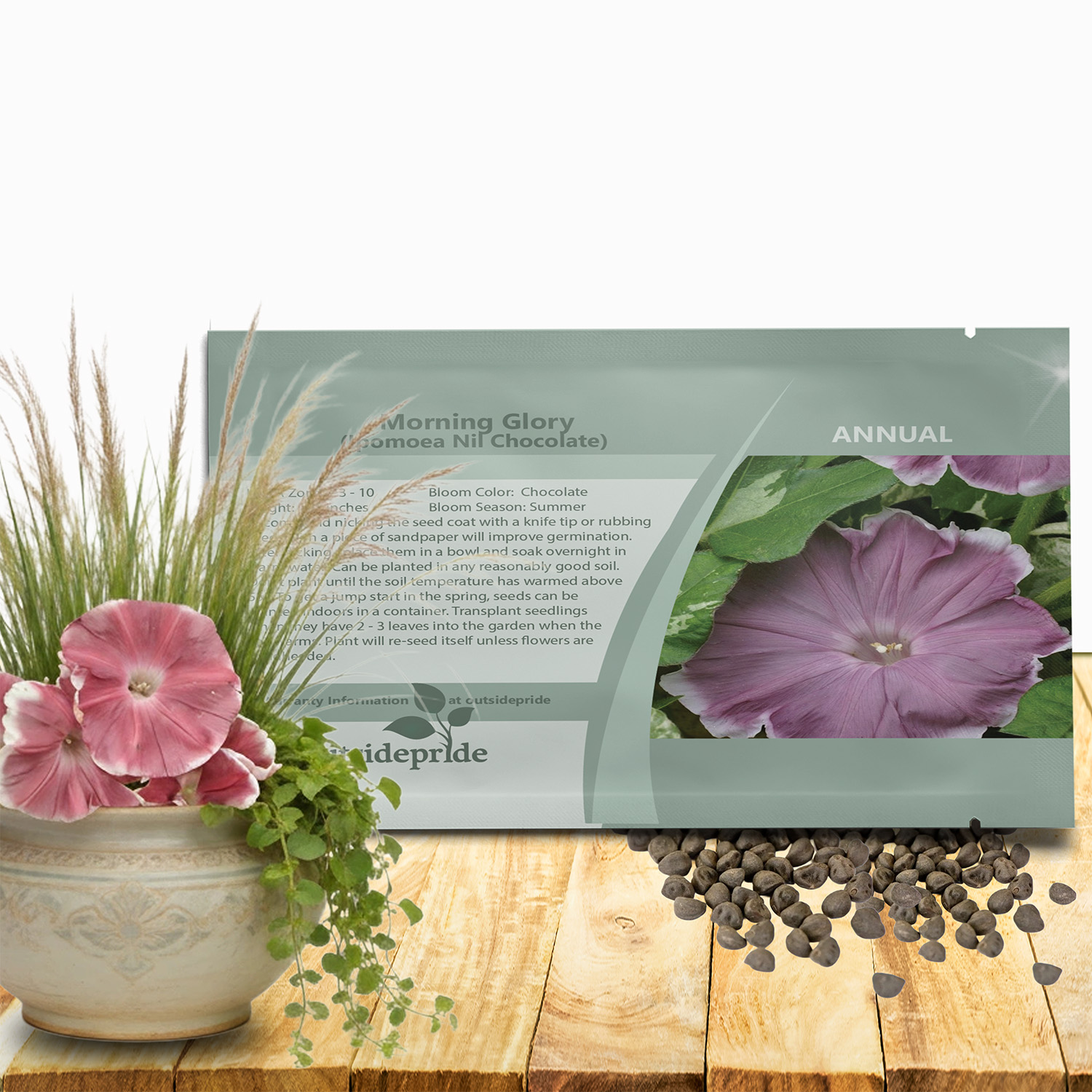 Morning Glory Chocolate Seed Packet