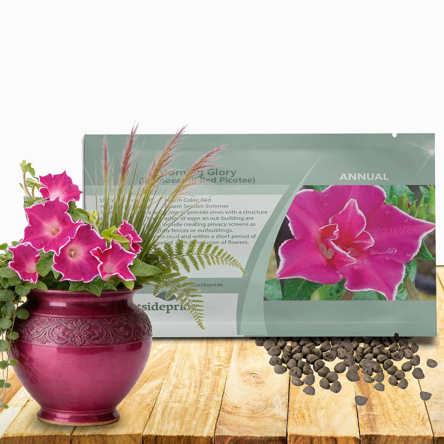 Morning Glory Red Picotee Seed Packet