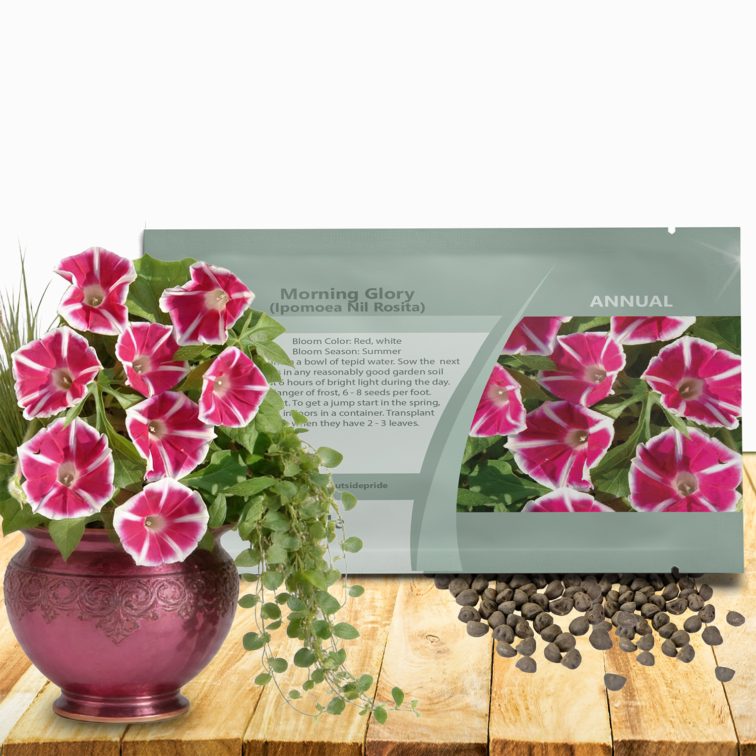 Morning Glory Rosita Seed Packet