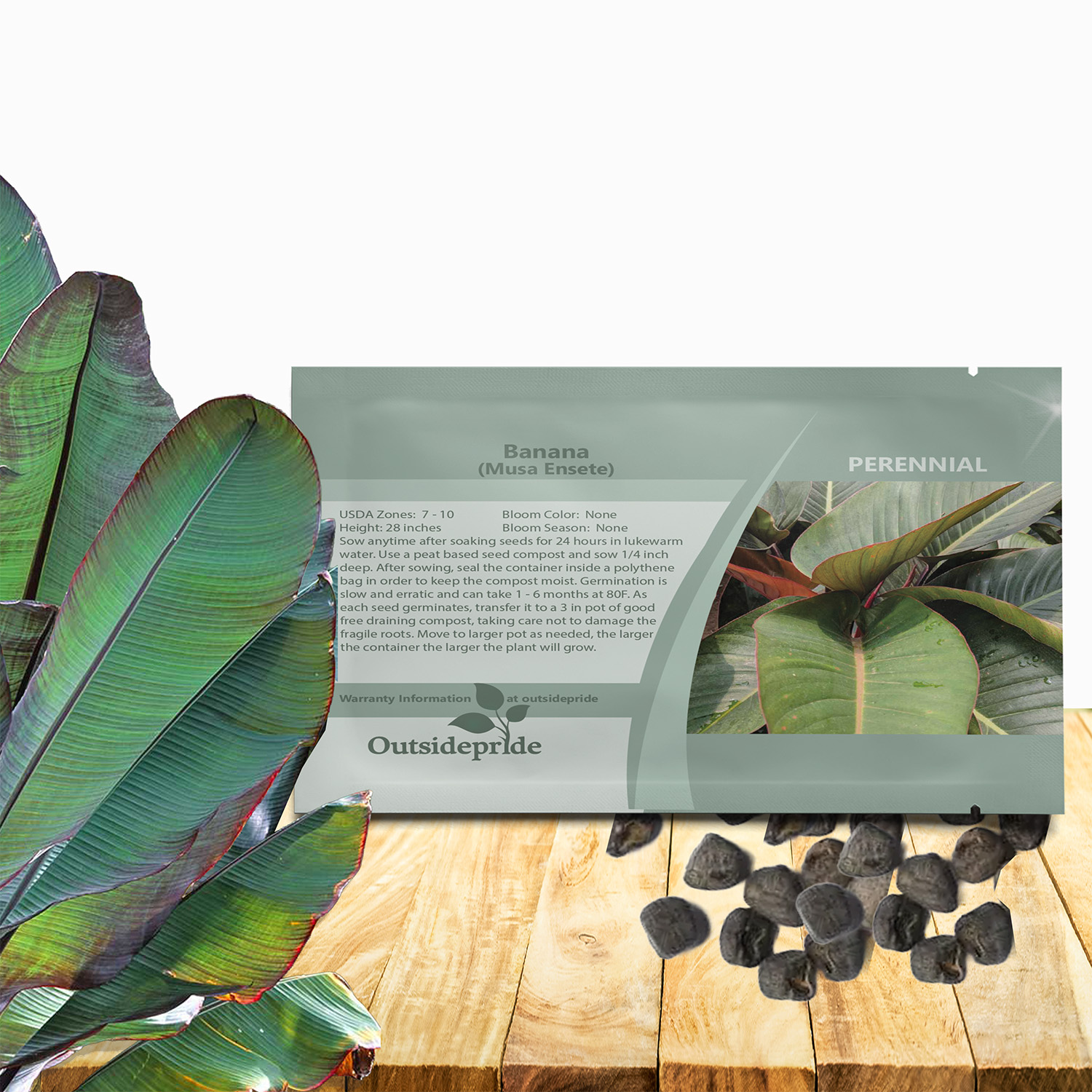 Banana Musa Ensete Seed Packet For Planting