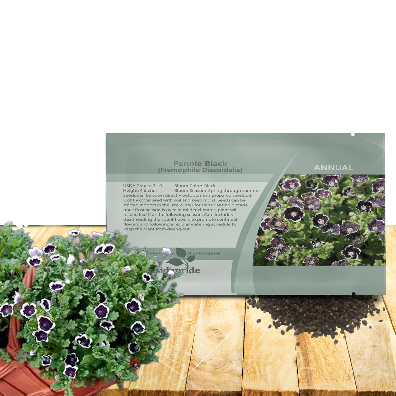 Pennie Black Flower Seeds For Planting